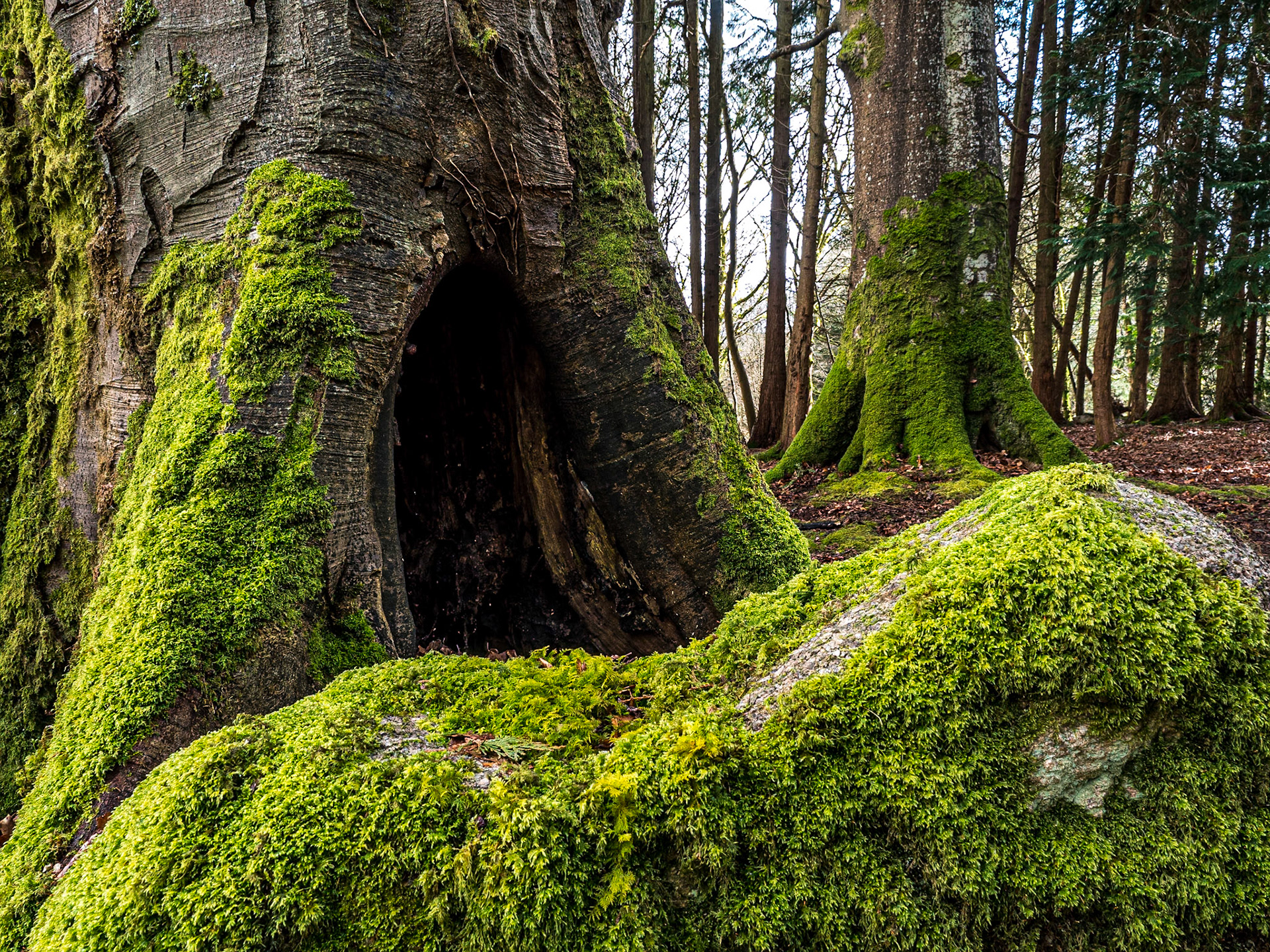 Massy's Estate, Co Dublin, 9 Apr 2021