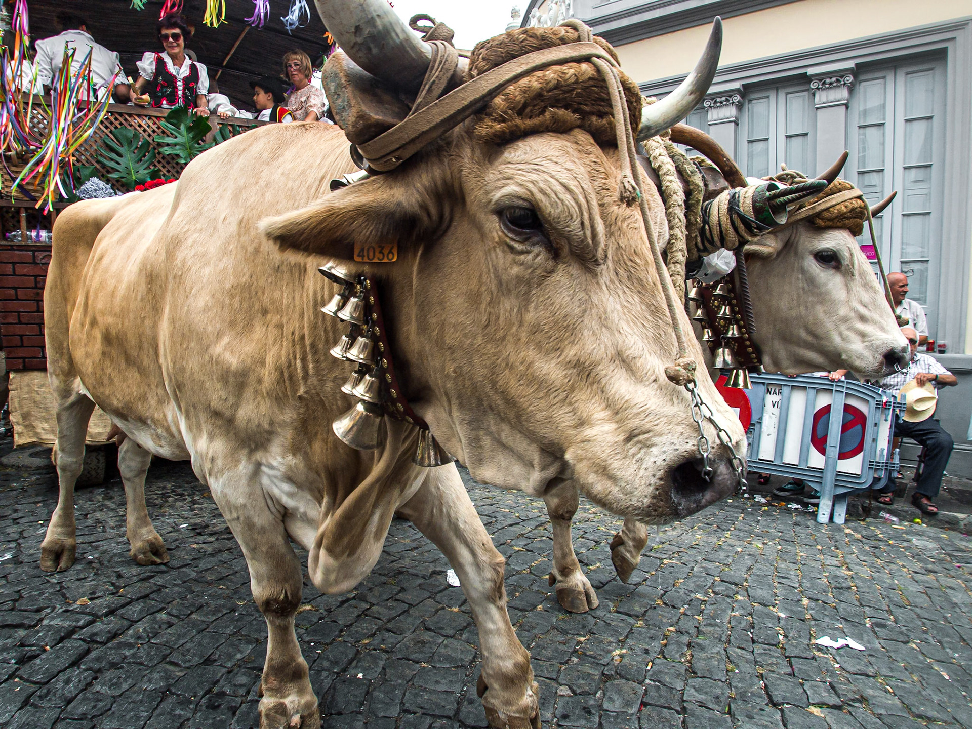 Festival of San Roque, Garachico, Tenerife, 16 Aug 2013
