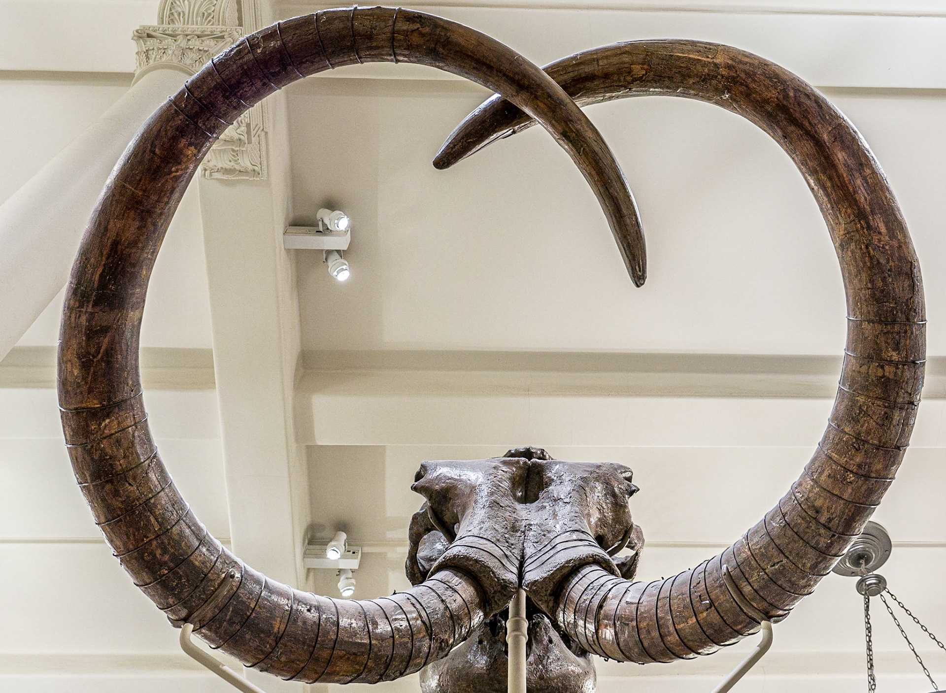 Mammoth skeleton, Museum of Natural History, Manhattan, 19 Nov 2015