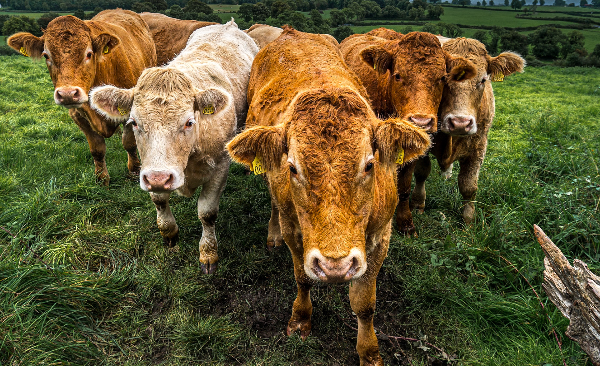 Cows, by the Clonfinlough Stone, Co Offaly, 7 Sep 2017