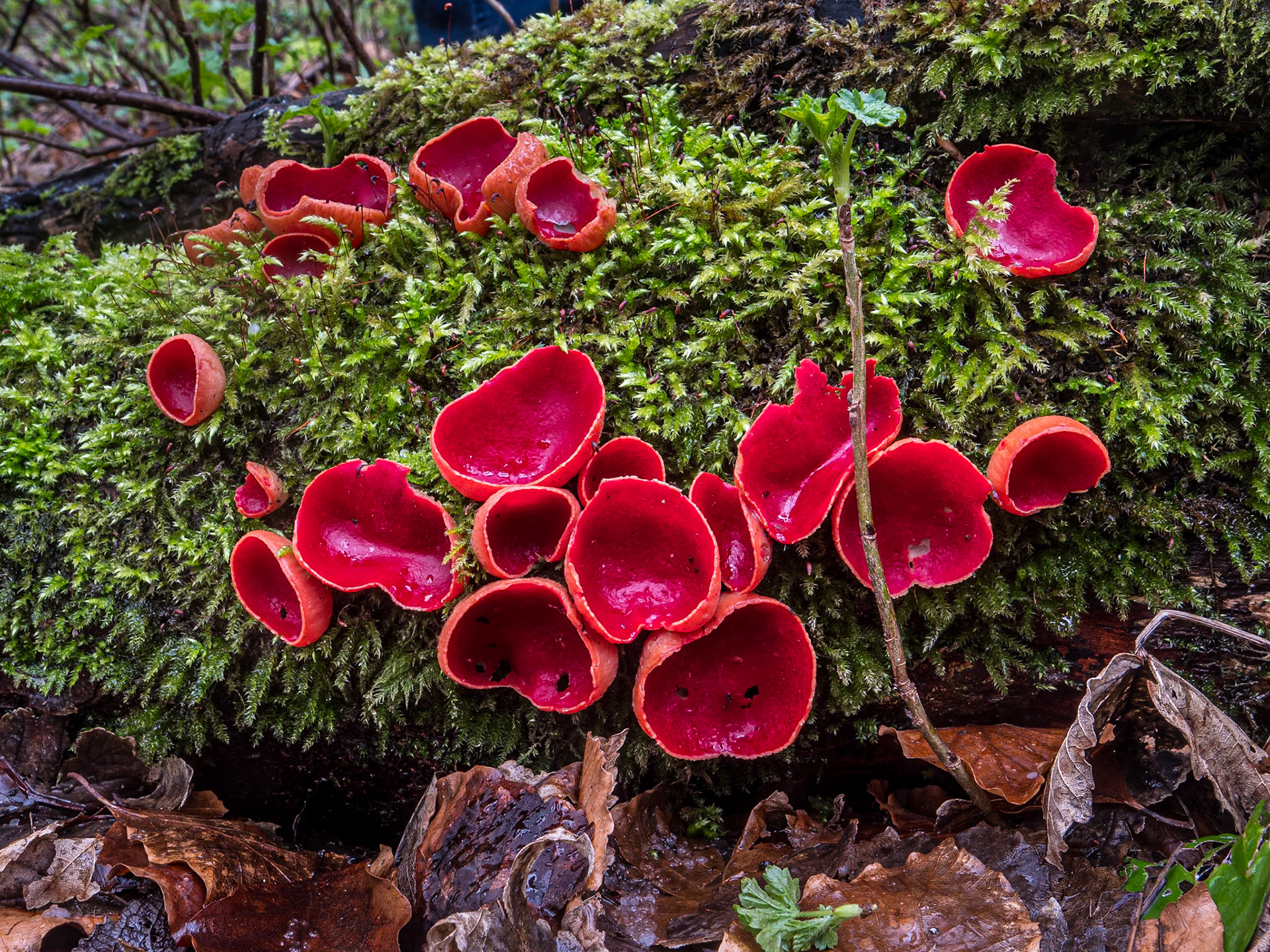 Massy's Estate, Co Dublin, 29 Feb 2024