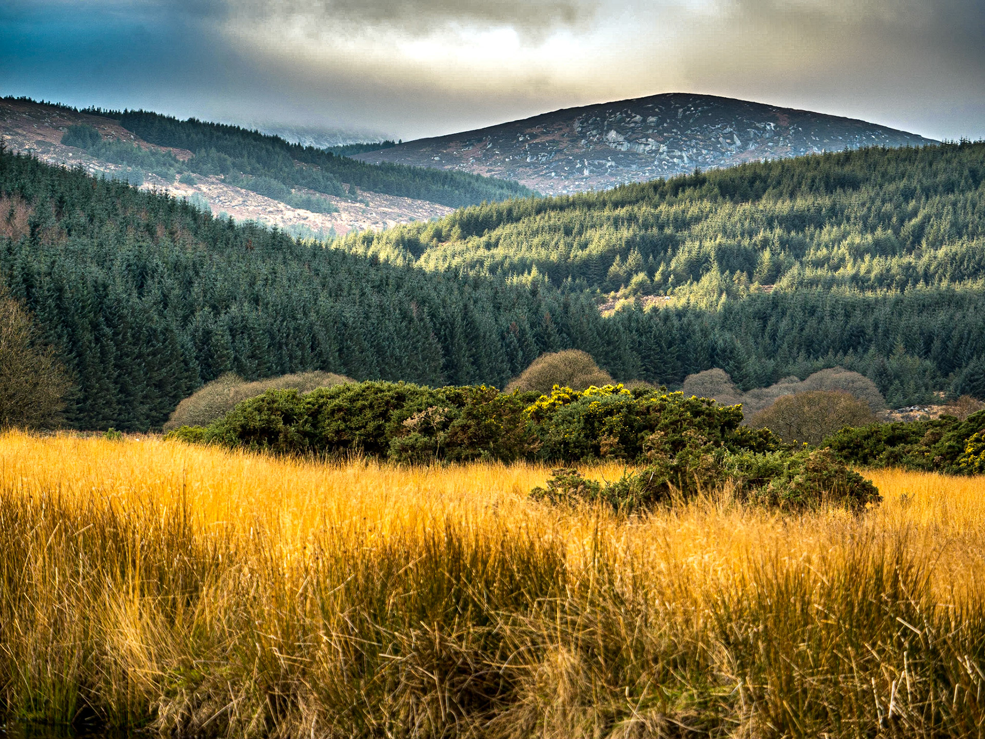 By the Inchavor River, Co Wicklow, 3 Jan 2017