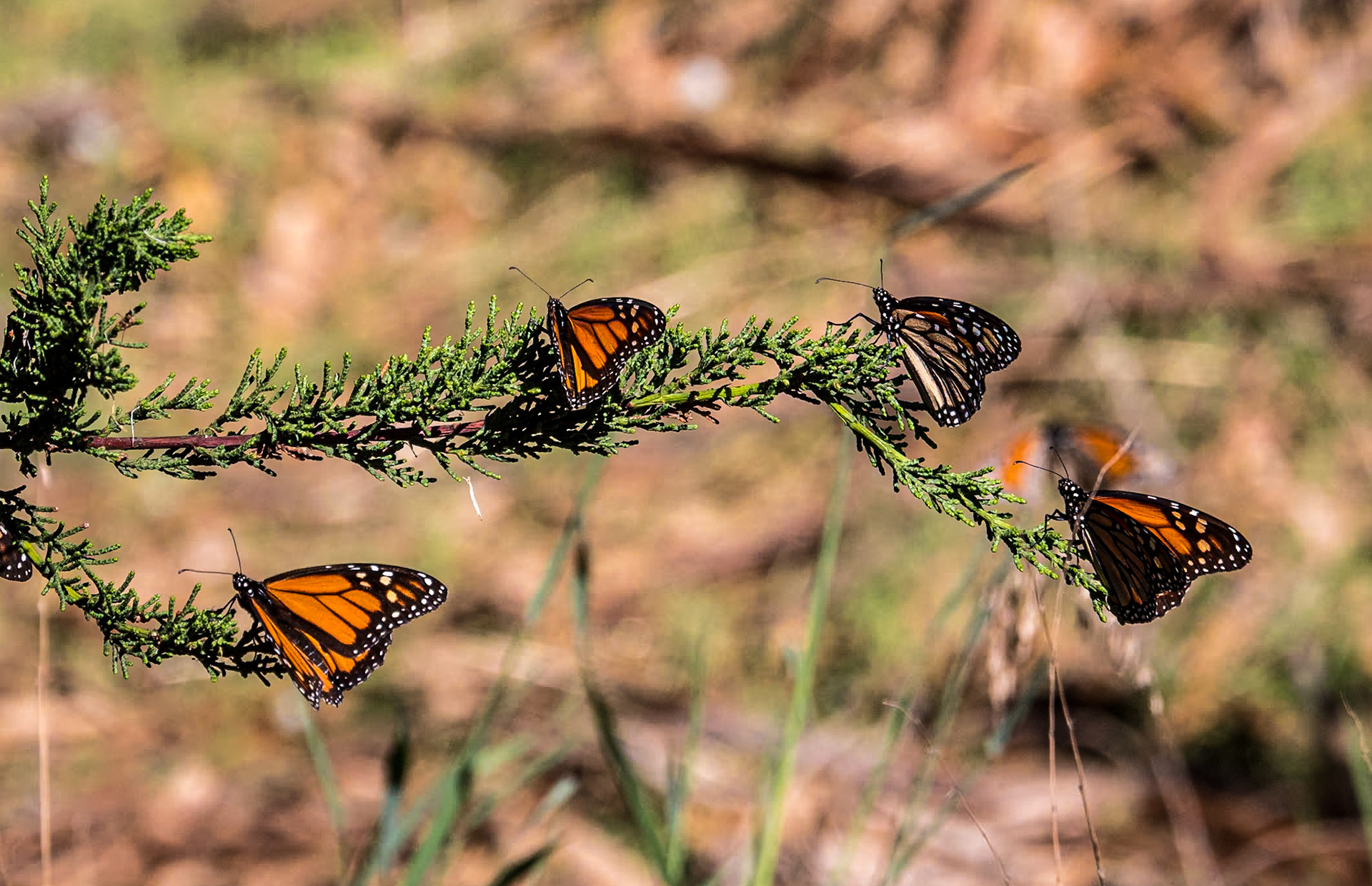 Monarch Butterfly Grove, Pismo Beach, California, 25 Jan 2024