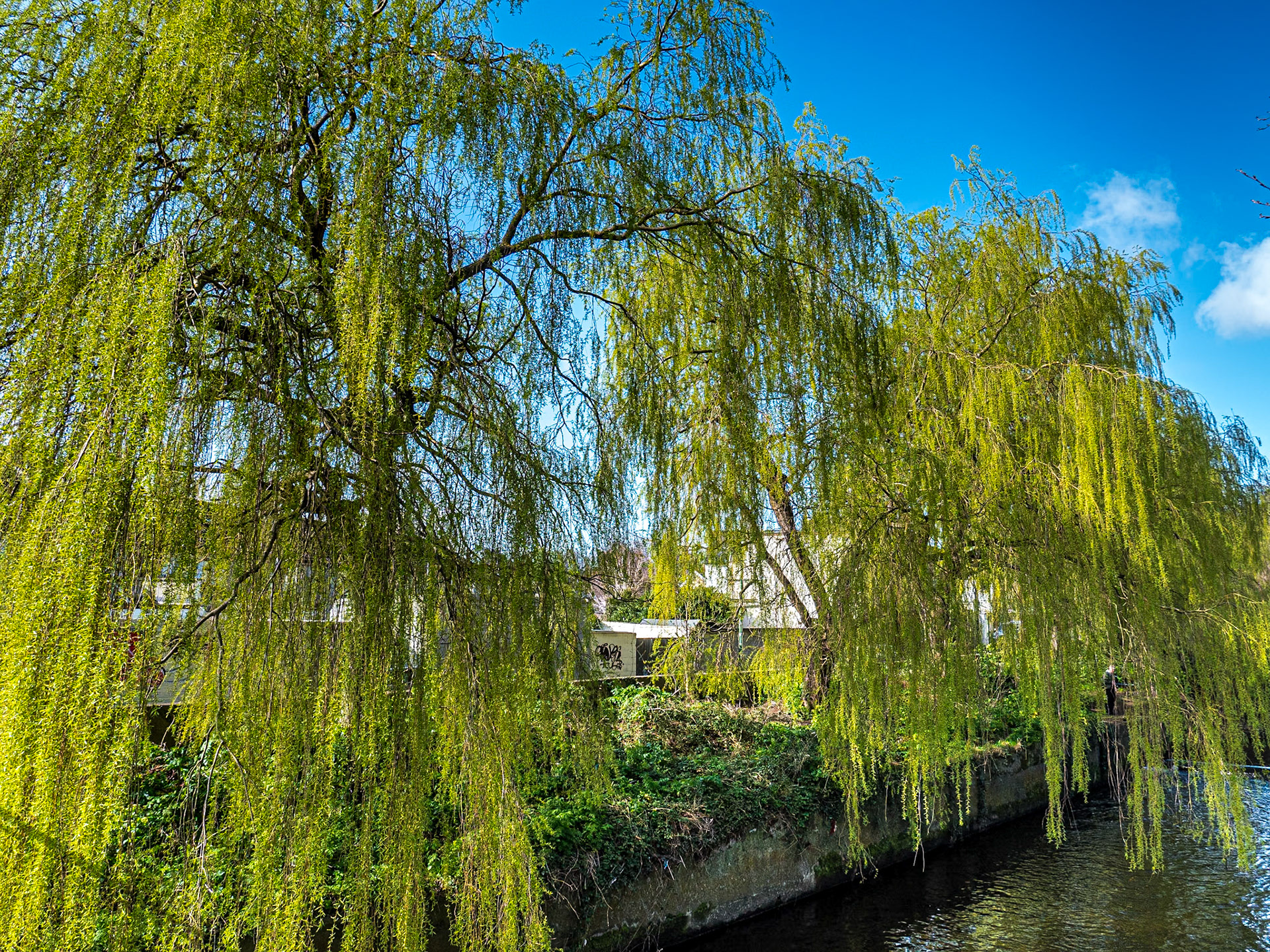 Along the River Dodder by Dartry Park, Dublin, 24 Mar 2021