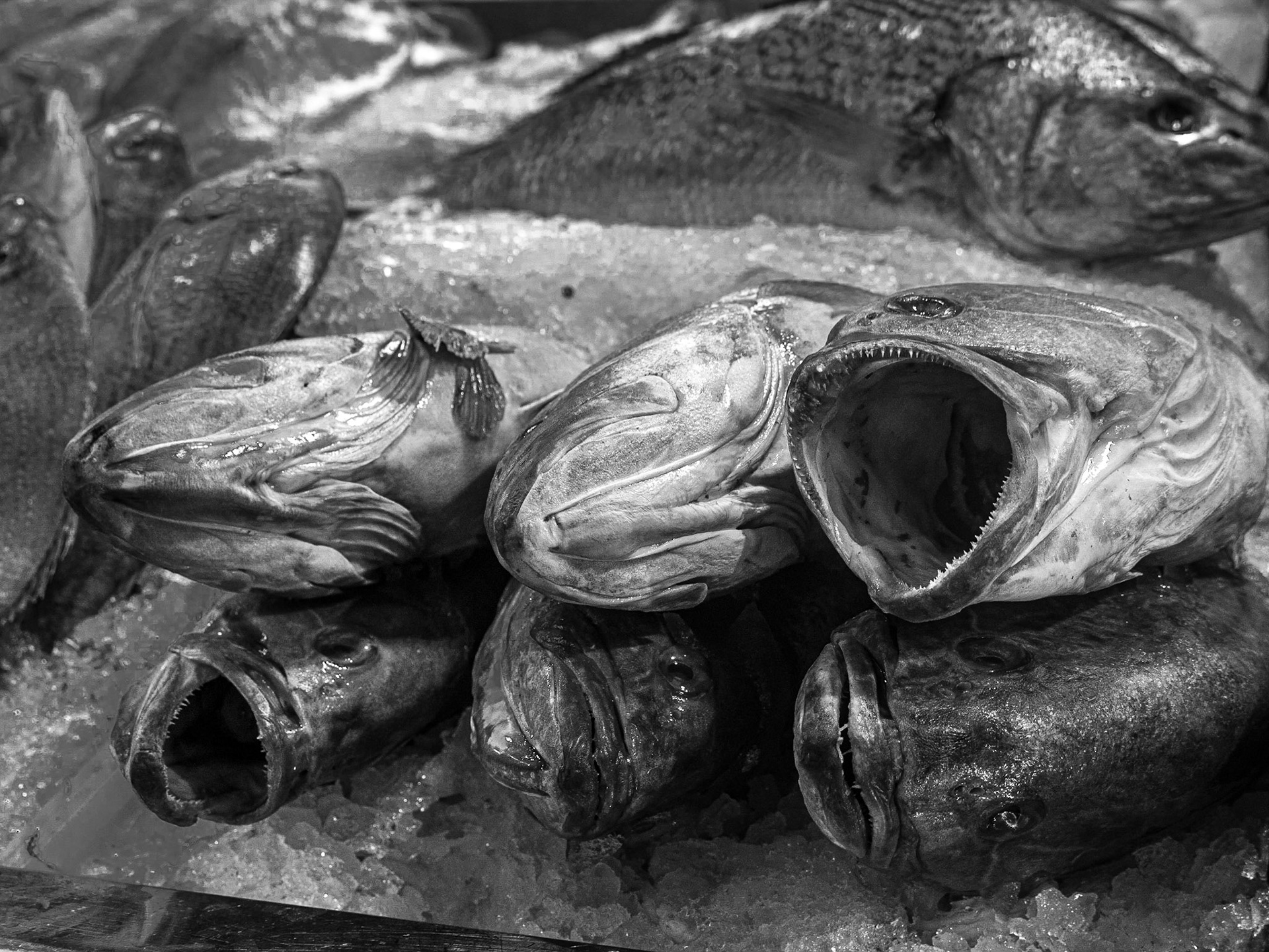 Fish, Vegueta market, Las Palmas, 20 Feb 2016