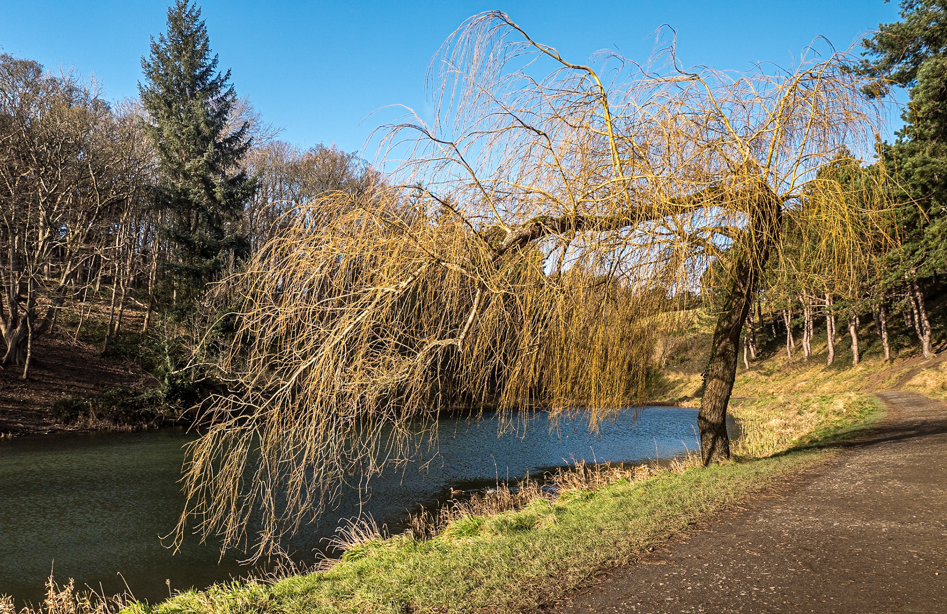 Furry Glen, Phoenix Park, Co Dublin, 18 Feb 2021