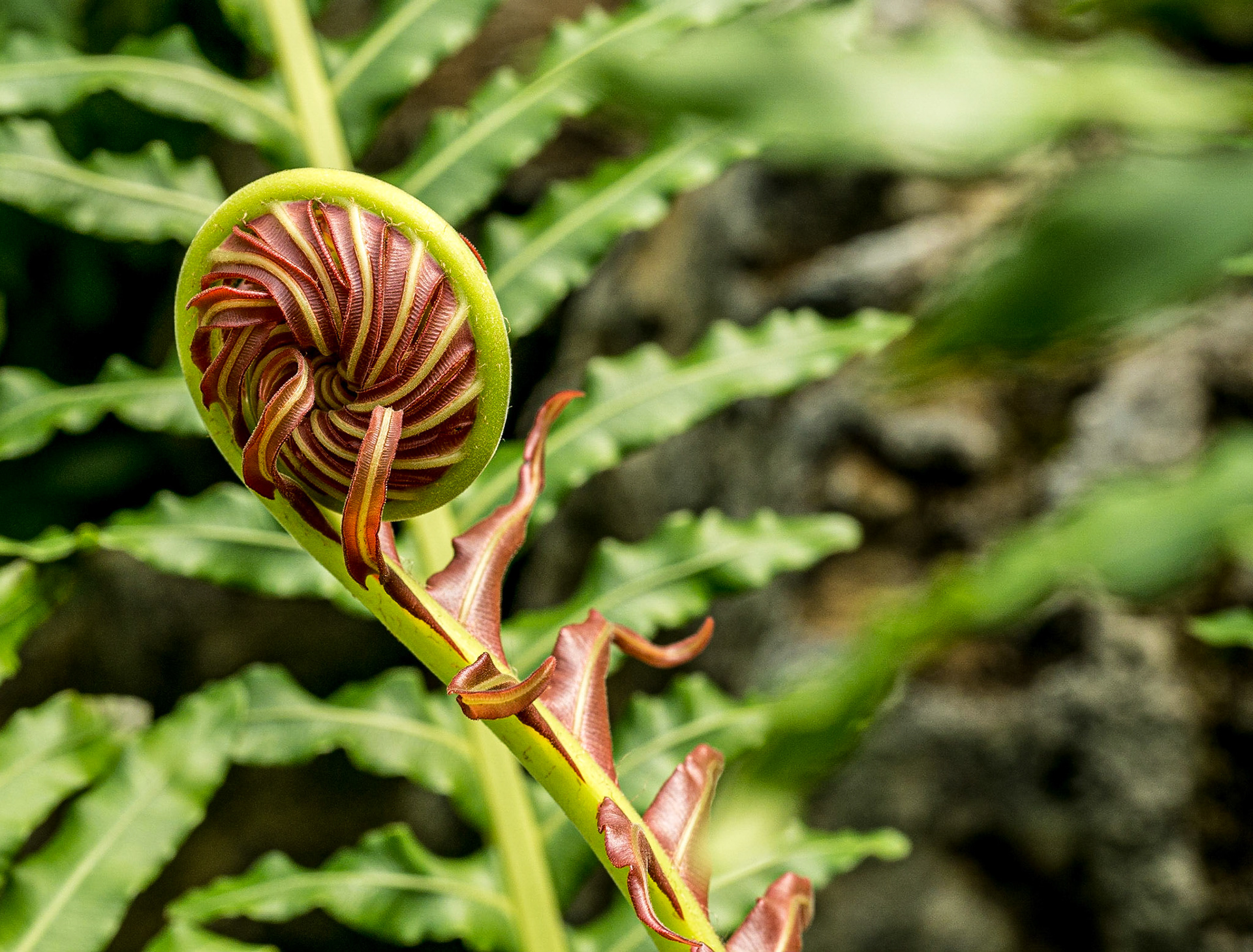 In the greenhouse of Shinjuku Gyoen National Garden, Tokyo, 3 May 2016