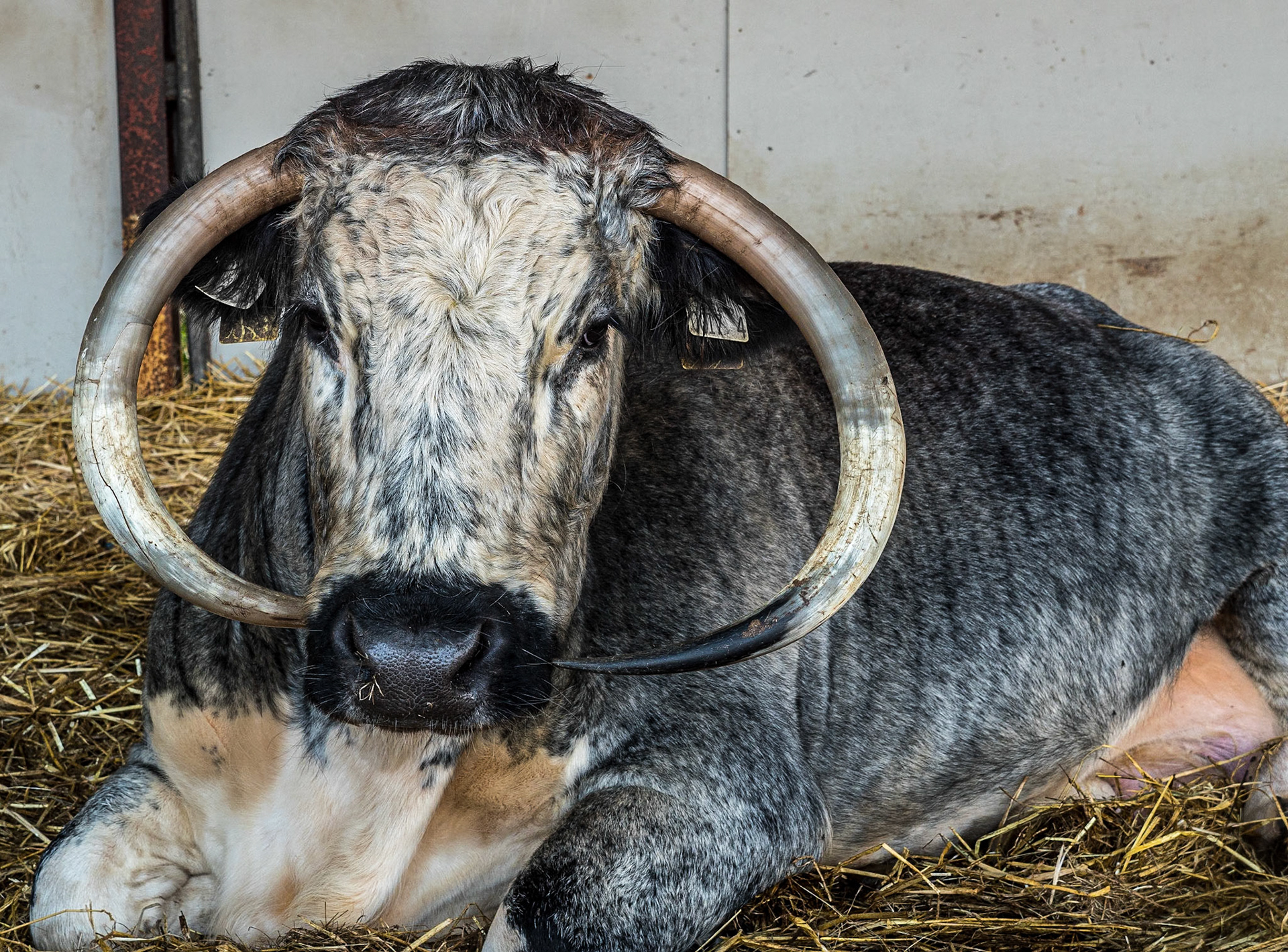Grounds of Newbridge House, Co Dublin, 21 Sep 2020