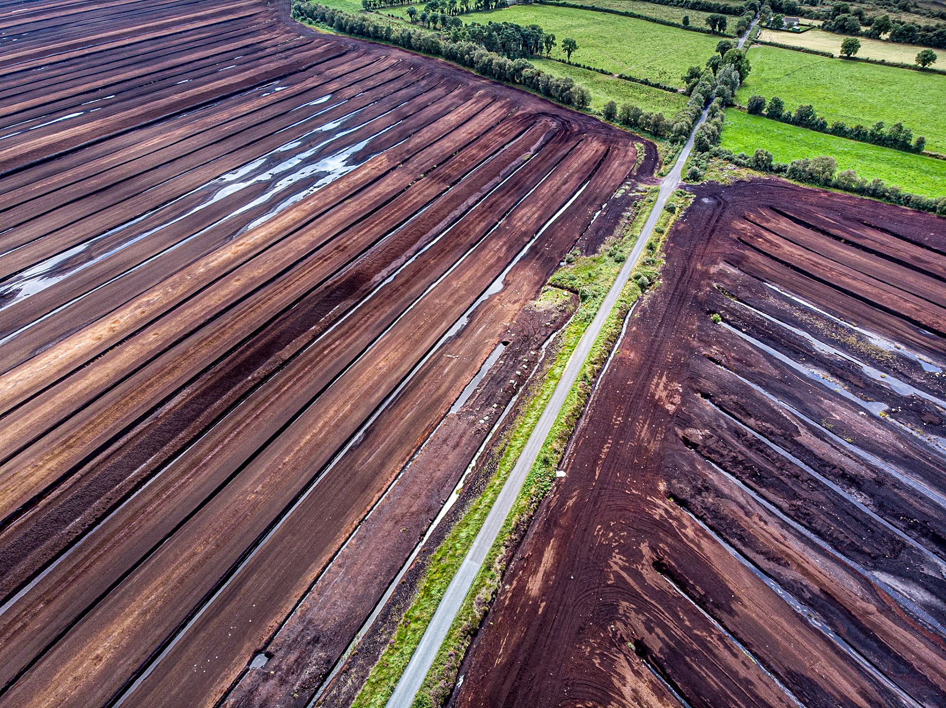 Bog near Lough Ree, Co Longford, 8 Aug 2019