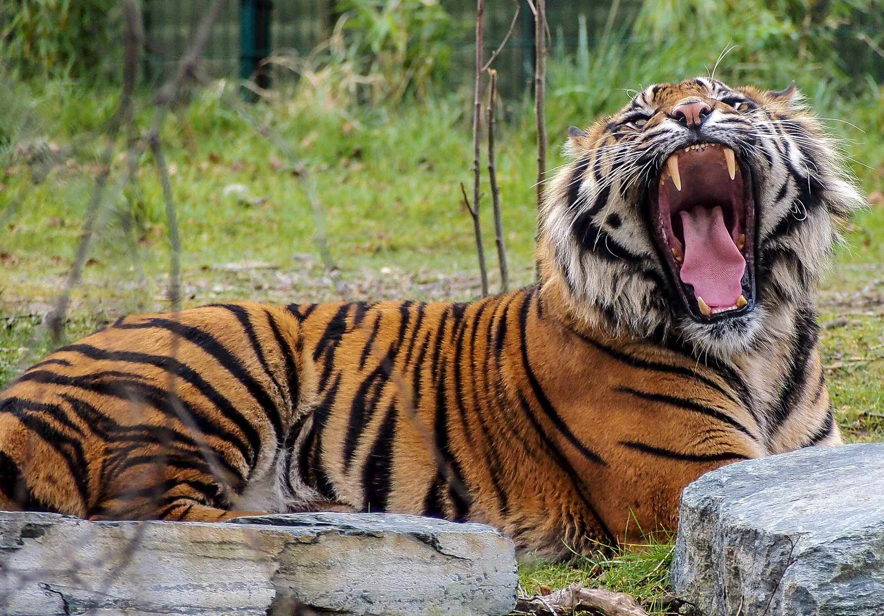 Tiger, Dublin Zoo, 17 Feb 2013