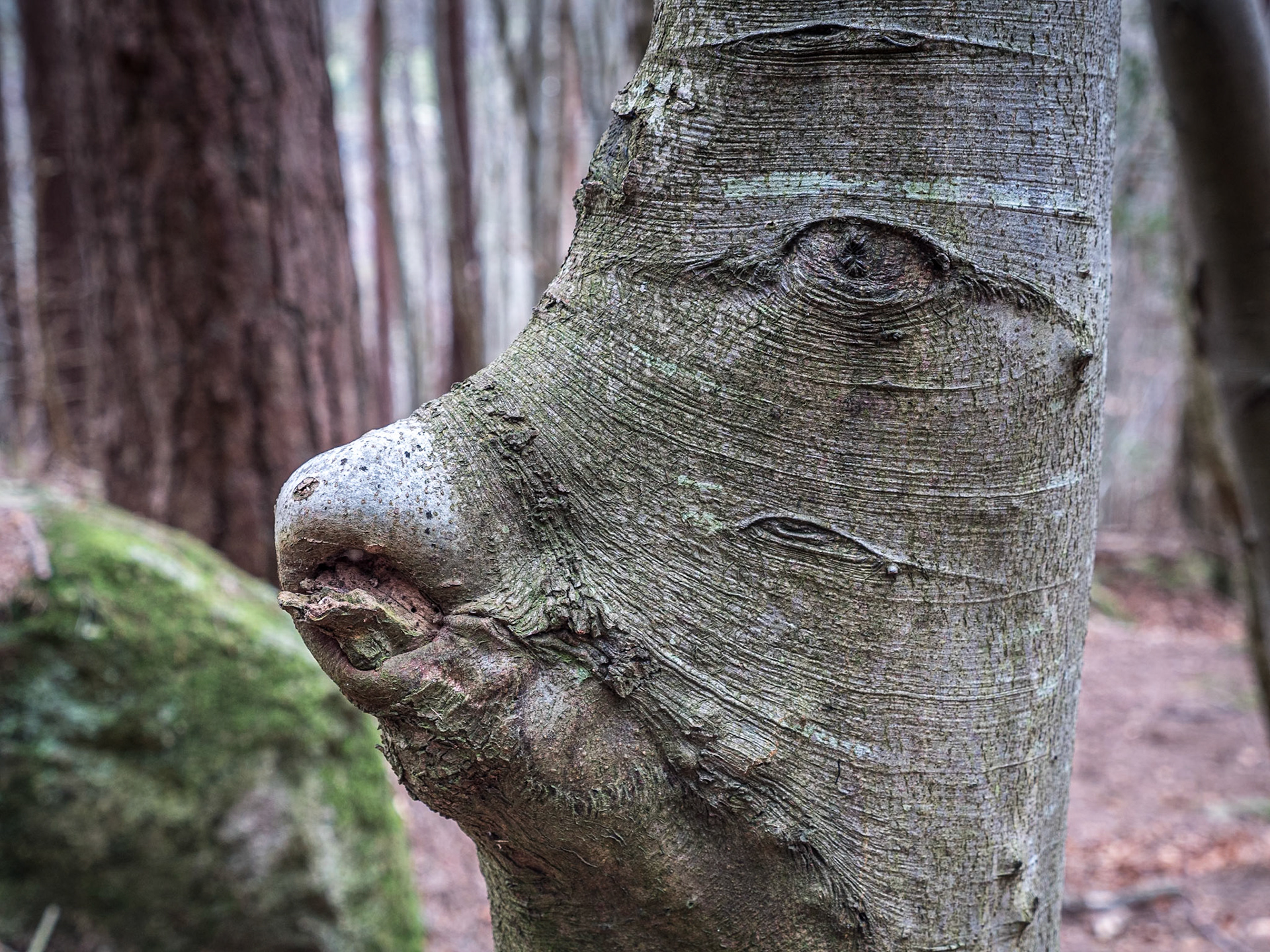 Barnaslingan Forest, Co Dublin, 3 Feb 2019