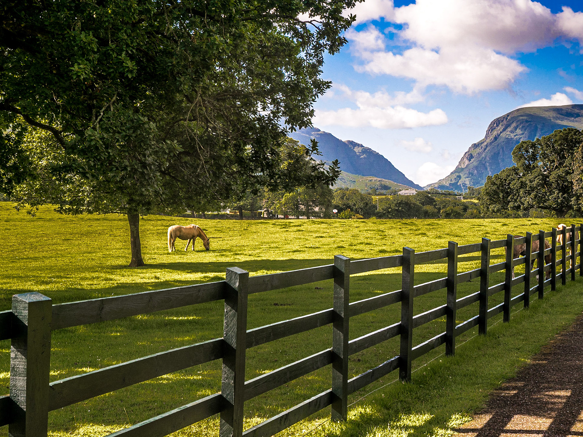 Horses at the Dunloe hotel, Killarney, Co Kerry, 19 Jul 2015