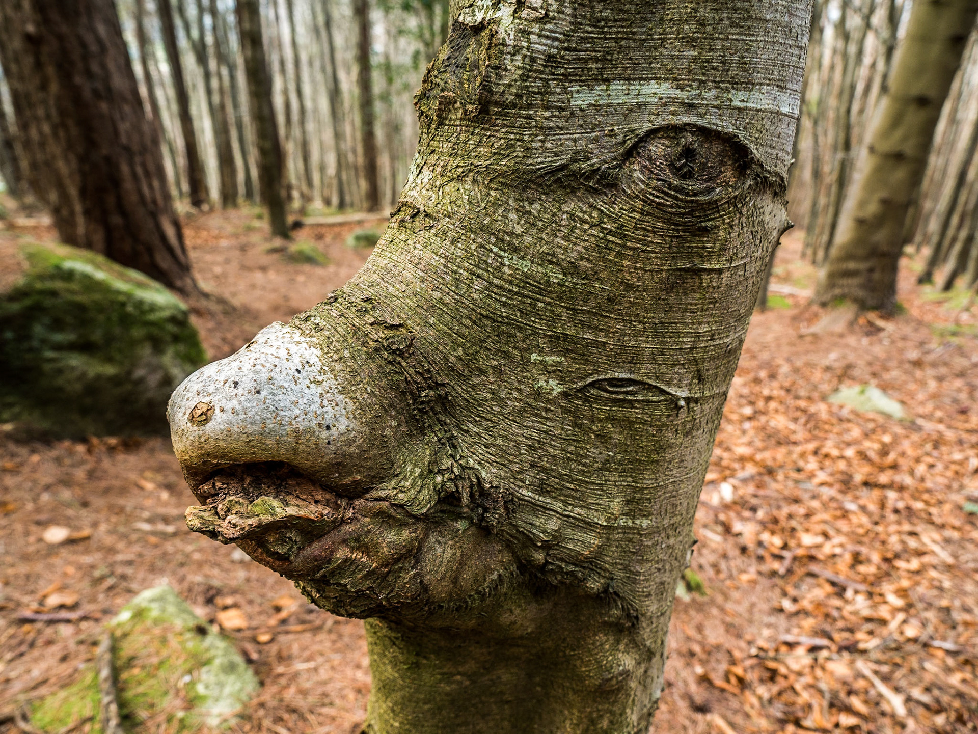 Barnaslingan Wood, Co Dublin, 22 Jan 2017