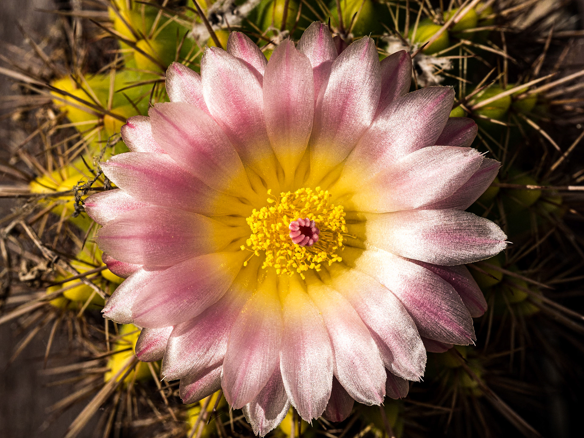 Notocactus Roseo-Luteus, flowering, 21 Jun 2014