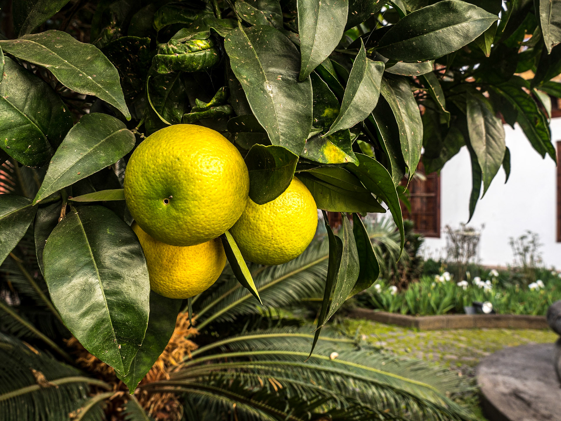 Casa Salazar, La Laguna, Tenerife, 31 Jan 2022