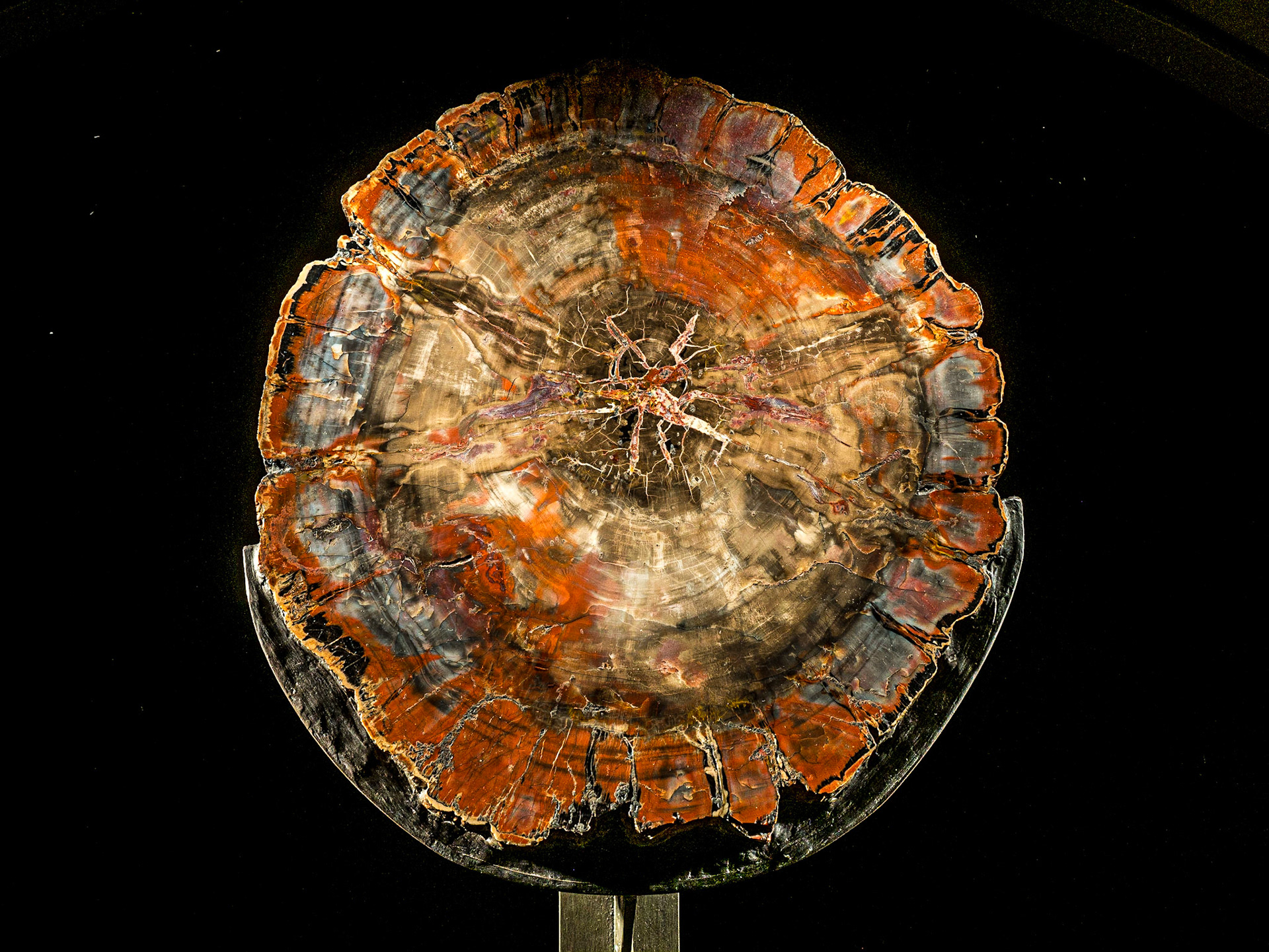 Petrified wood, Museum of Natural History, Manhattan, 19 Nov 2015