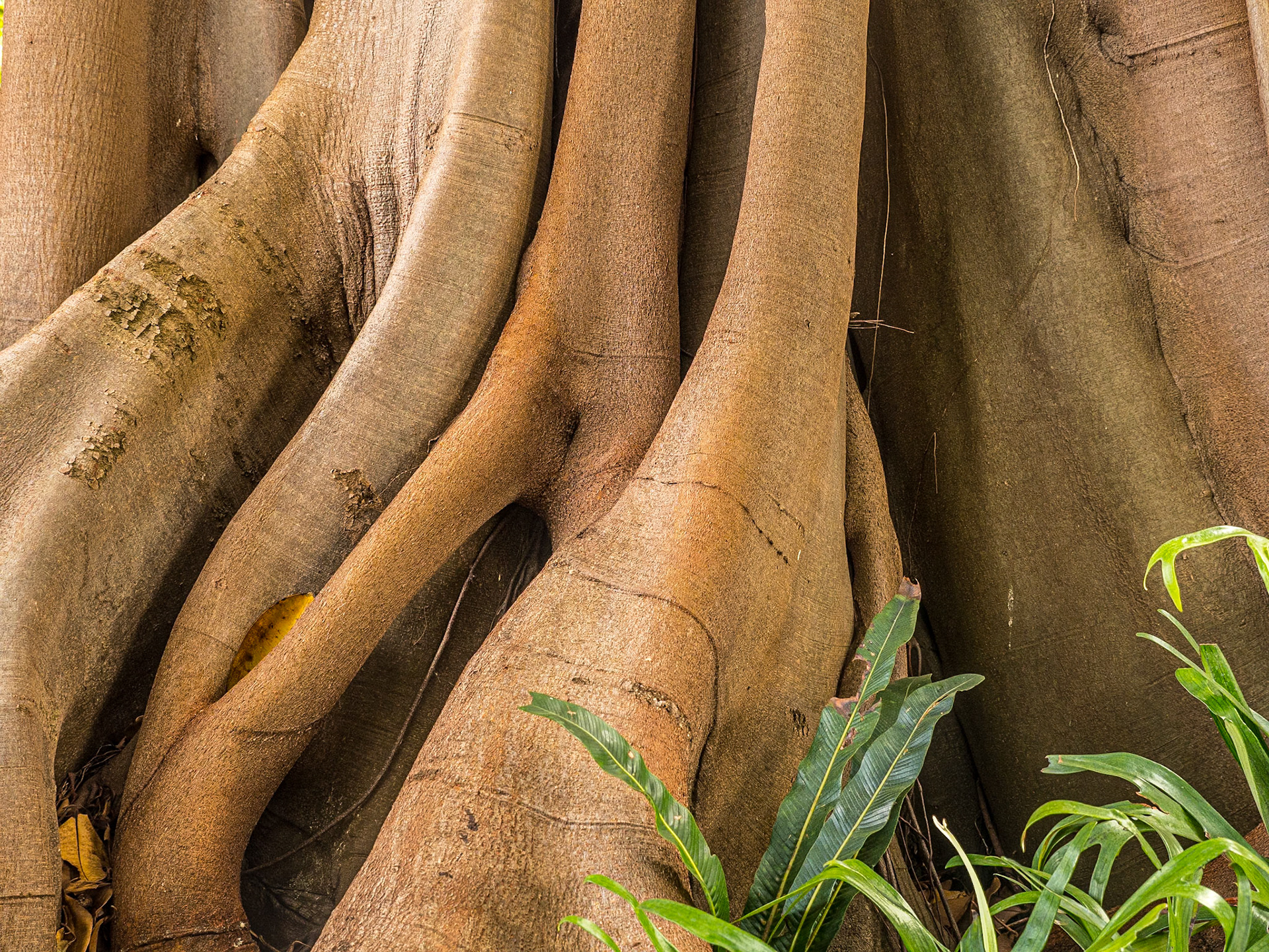 Ficus macrophylla, Botanic Gardens, Puerto de la Cruz, Tenerife, 29 Jan 2022
