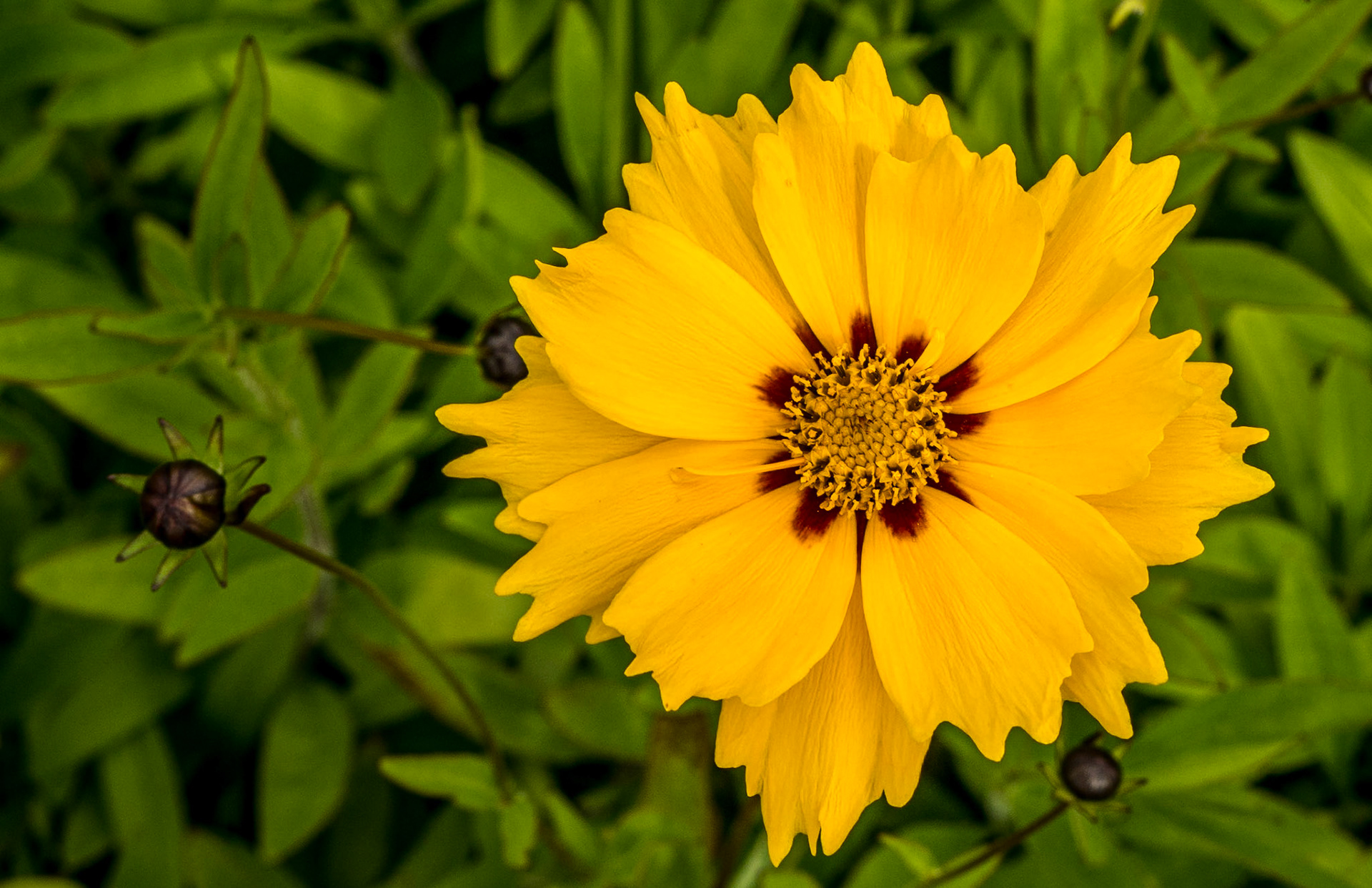 Mount Congreve Gardens, Co Waterford, 3 Jul 2016