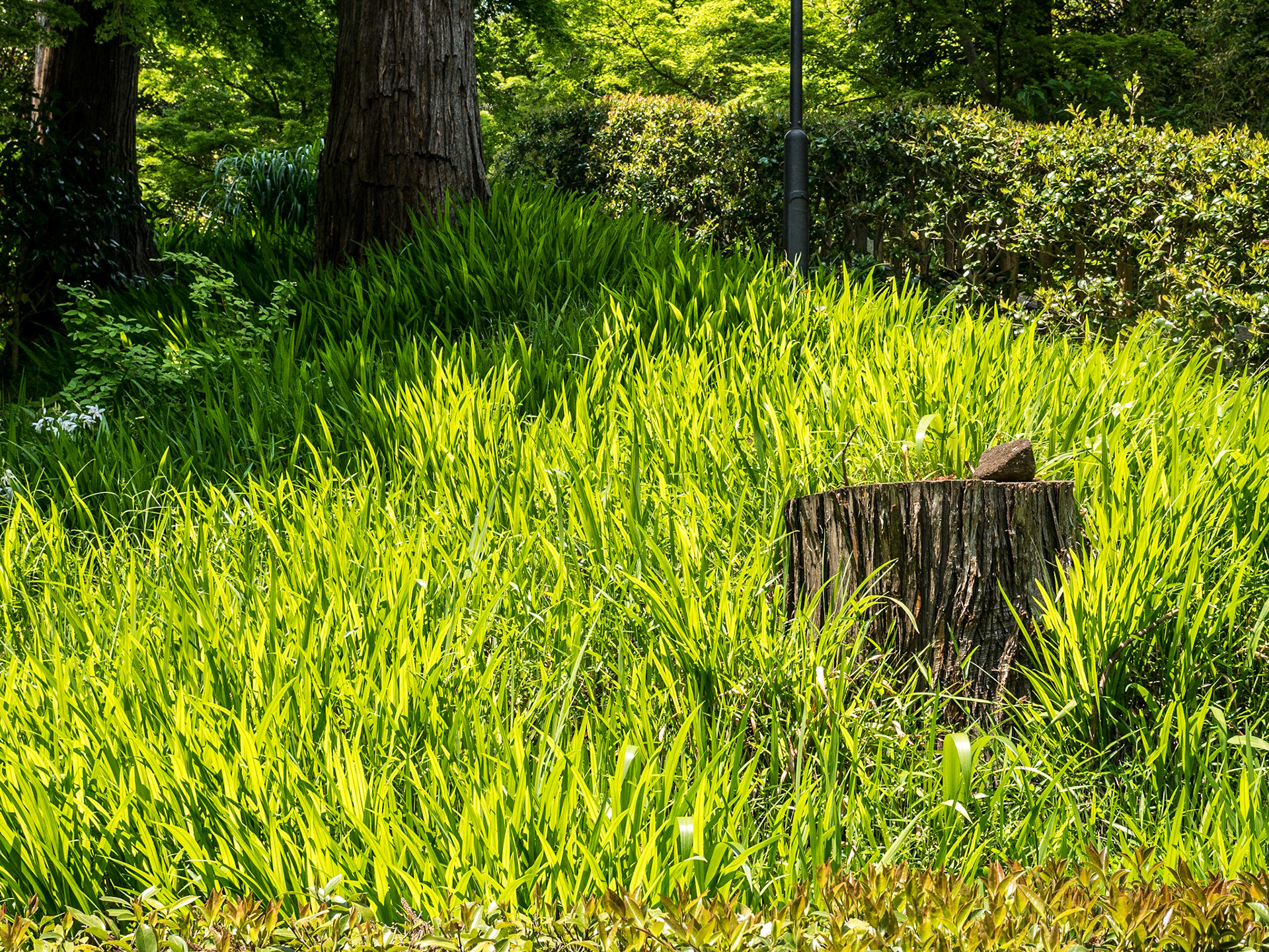 Engaku-ji temple, Kamakura, 1 May 2016