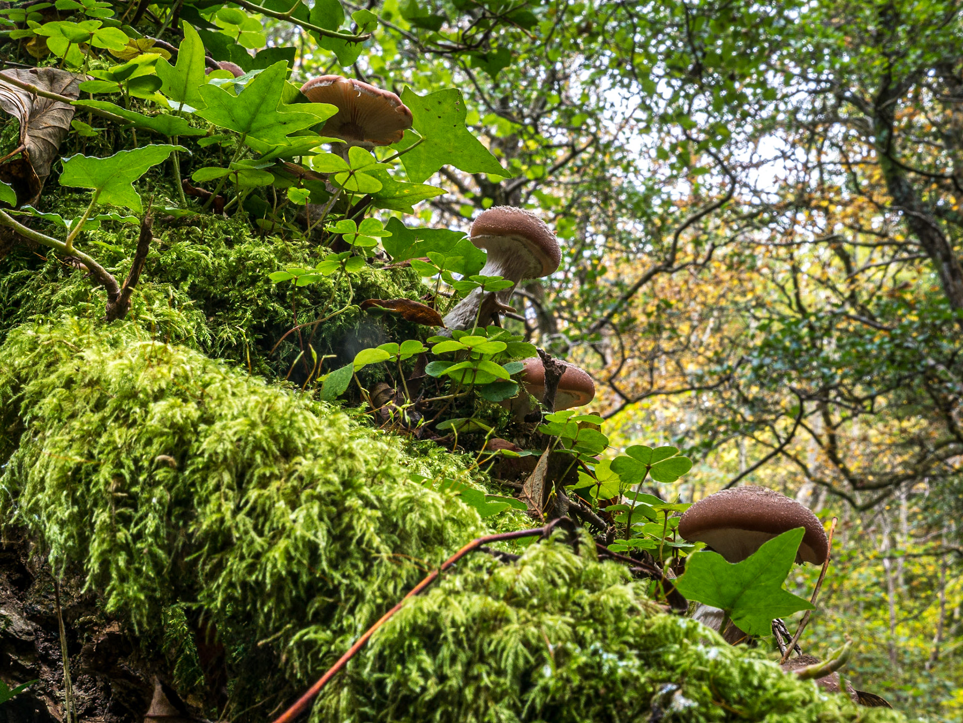 By the Glencree River near Knockree, Co Wicklow, 30 Oct 2016