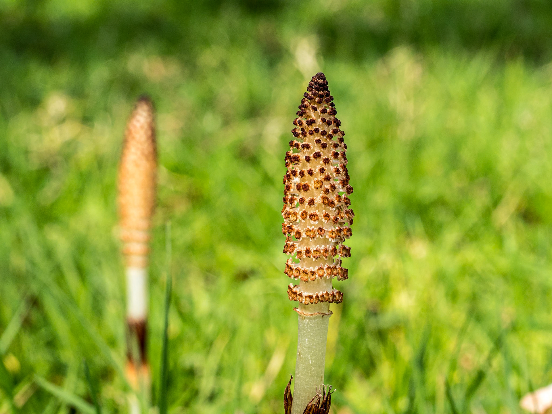 Crom Estate, Co Fermanagh, 6 Apr 2019