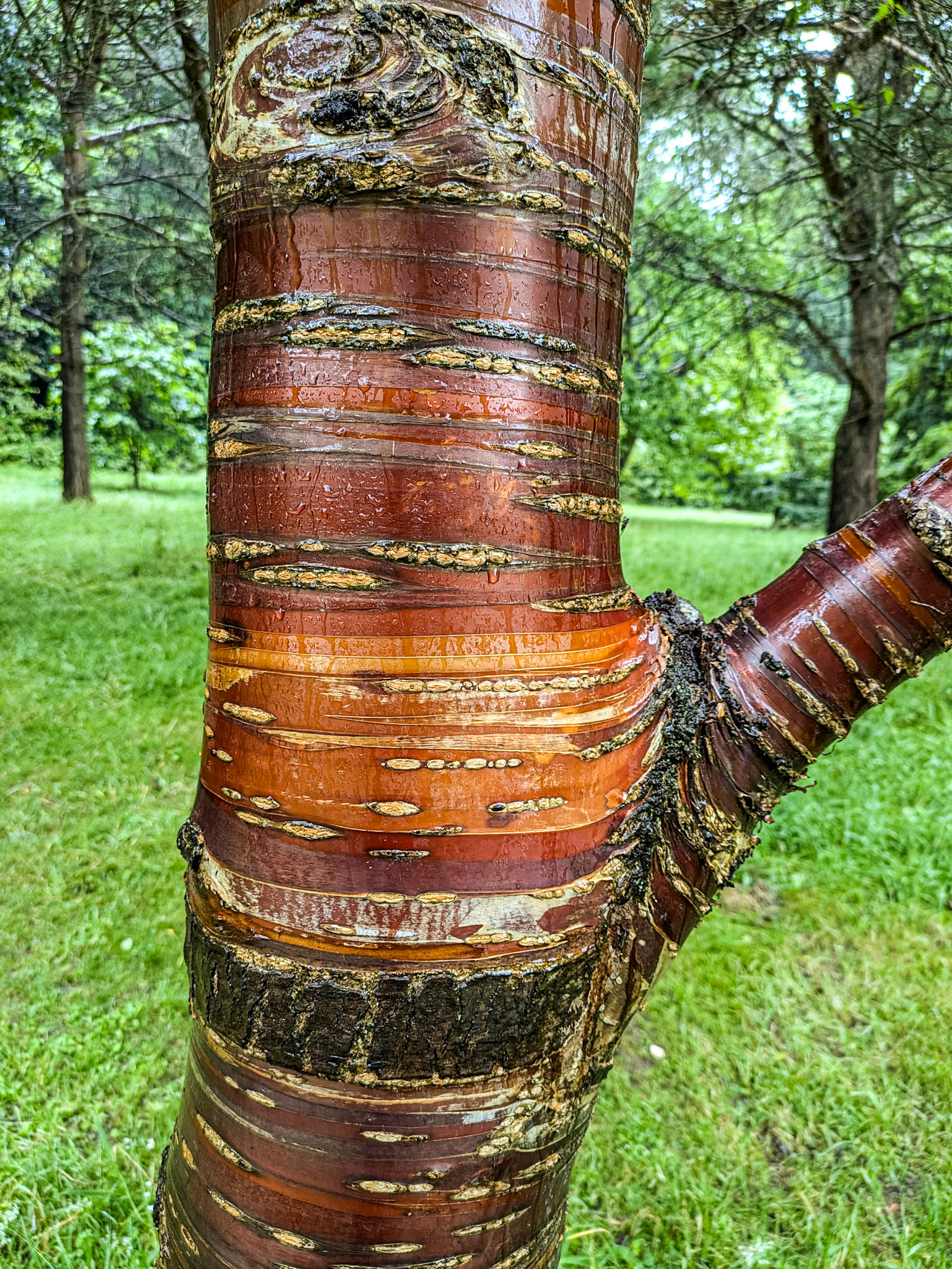 Mount Stewart Demesne, Co Down, 9 Jul 2024