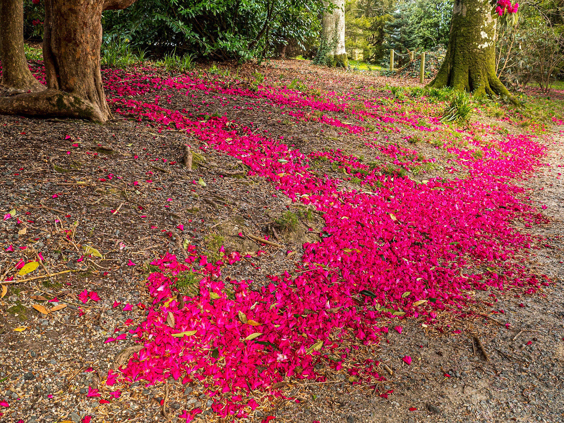 Botanic Gardens, Kilmacurragh, Co Wicklow, 7 Apr 2022