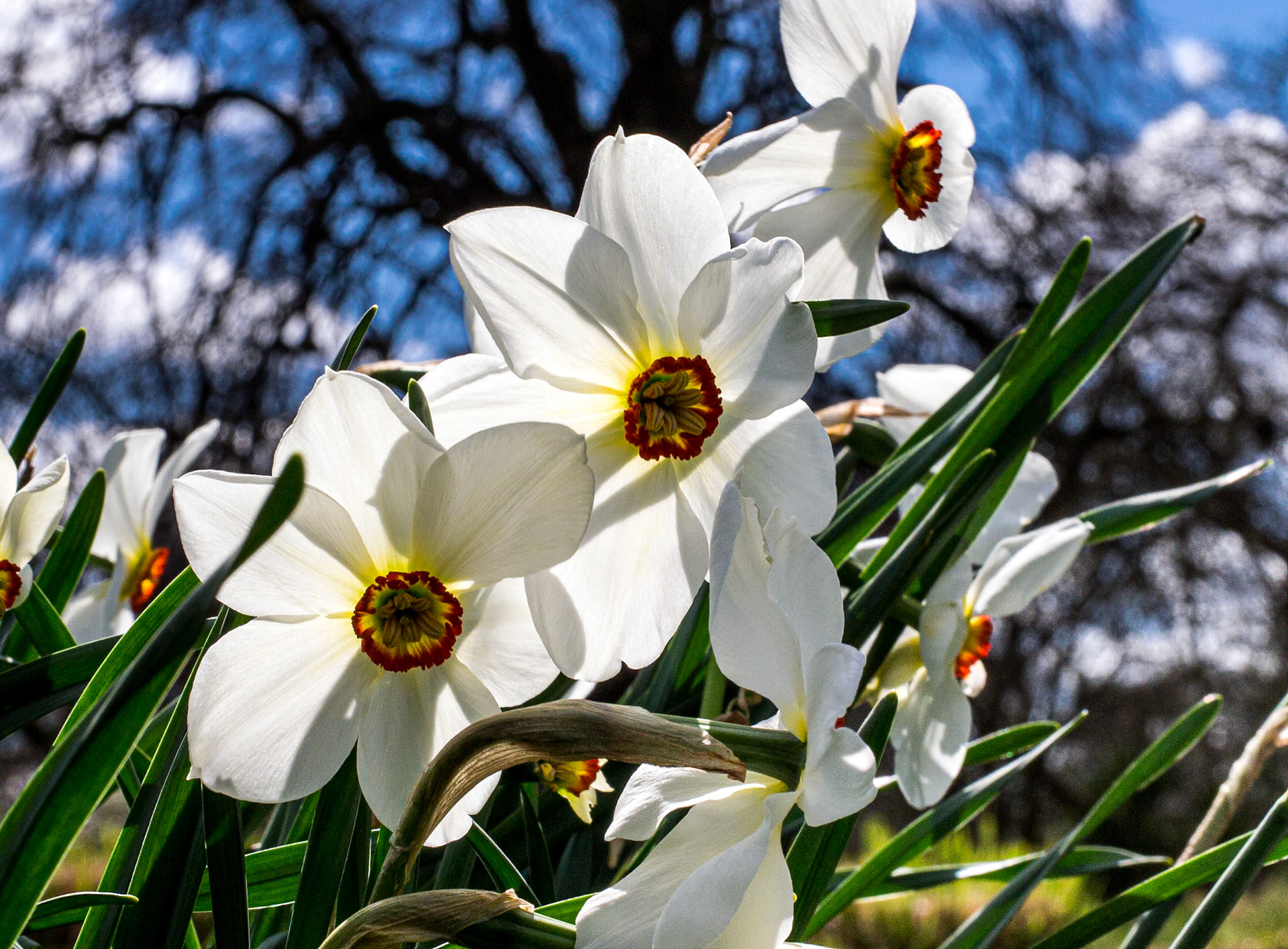 Botanic Gardens, Dublin, 6 Apr 2014