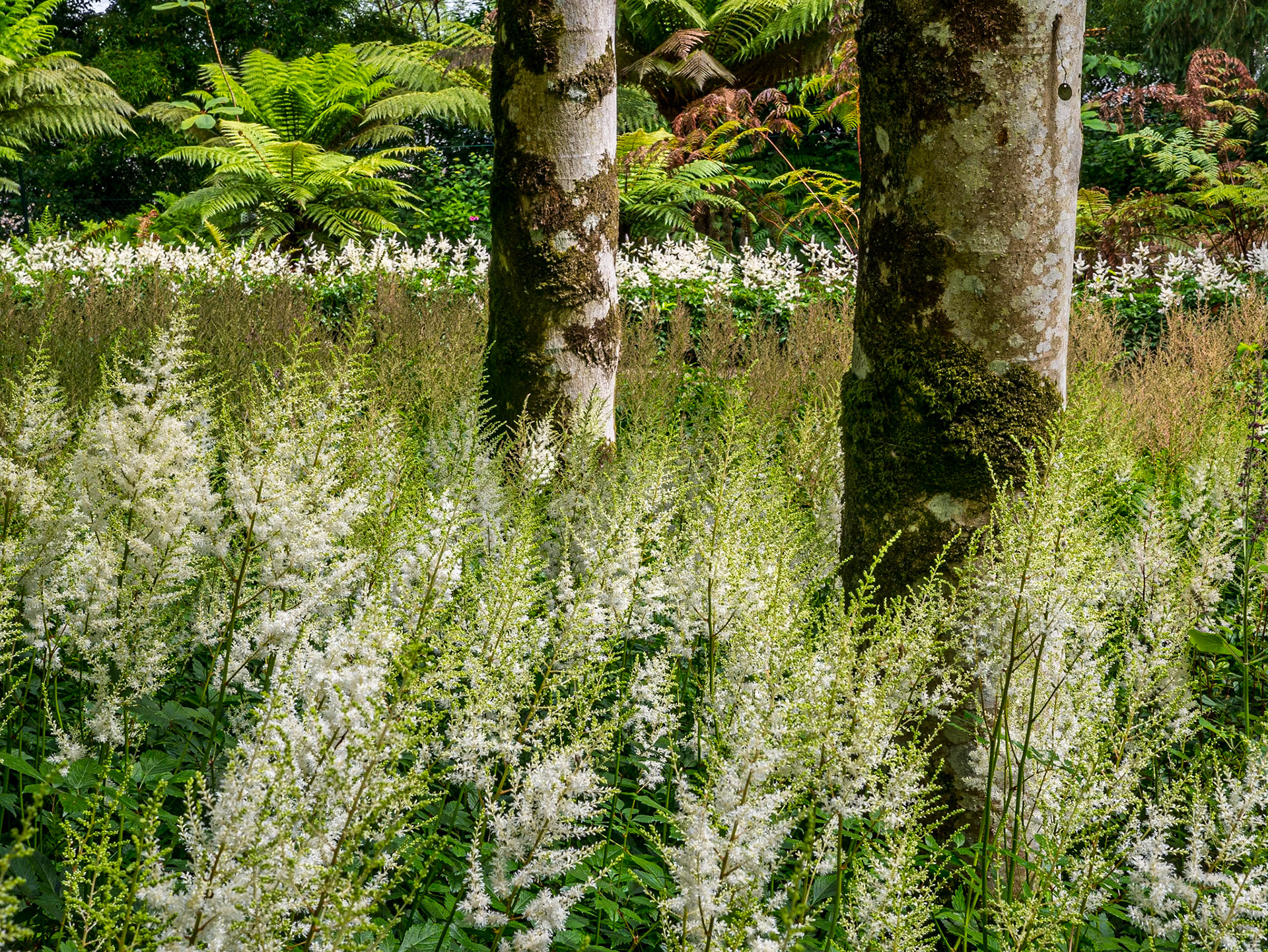 Mount Congreve Gardens, Co Waterford, 3 Jul 2016