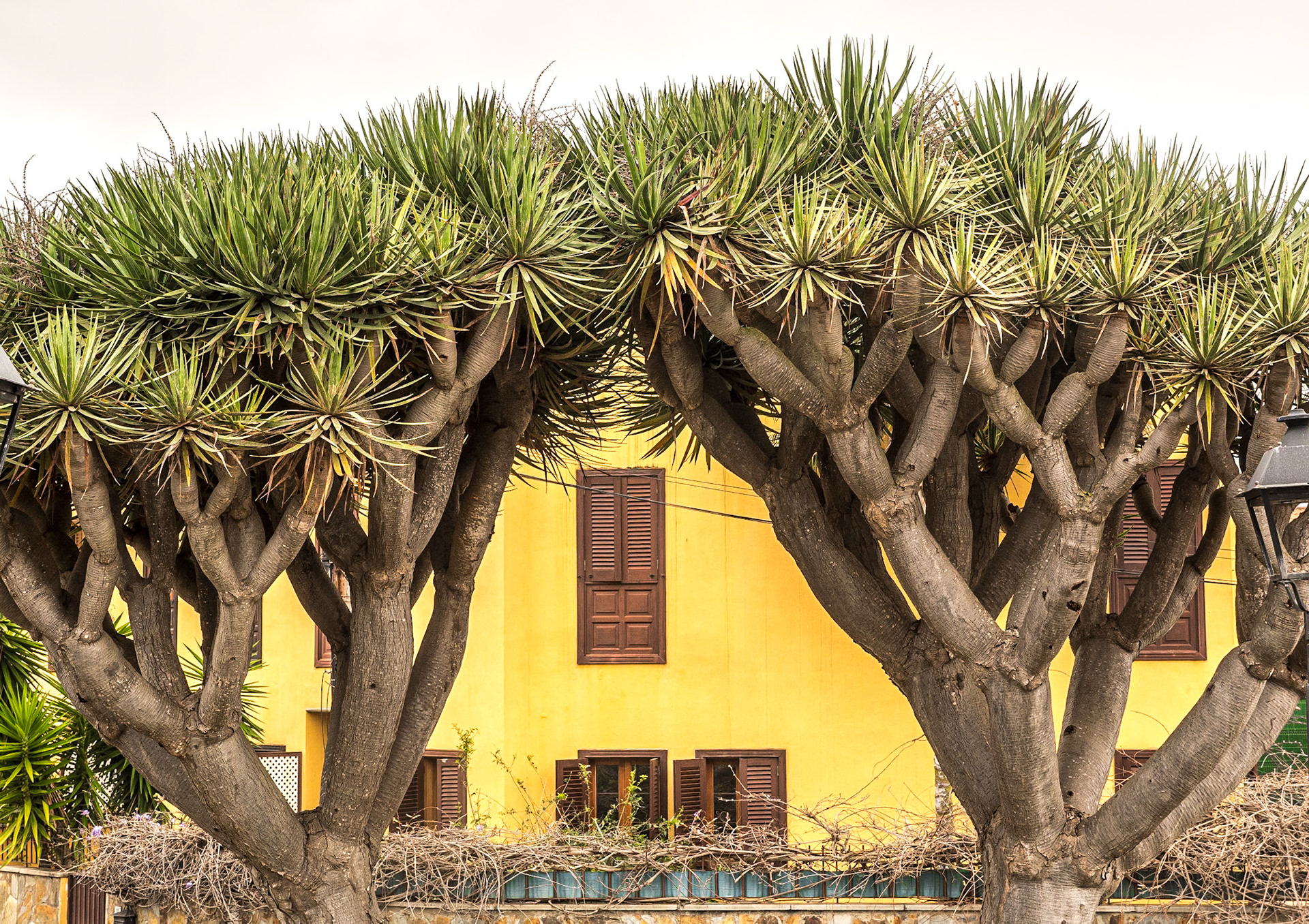Tacoronte, Tenerife, 29 Jan 2022