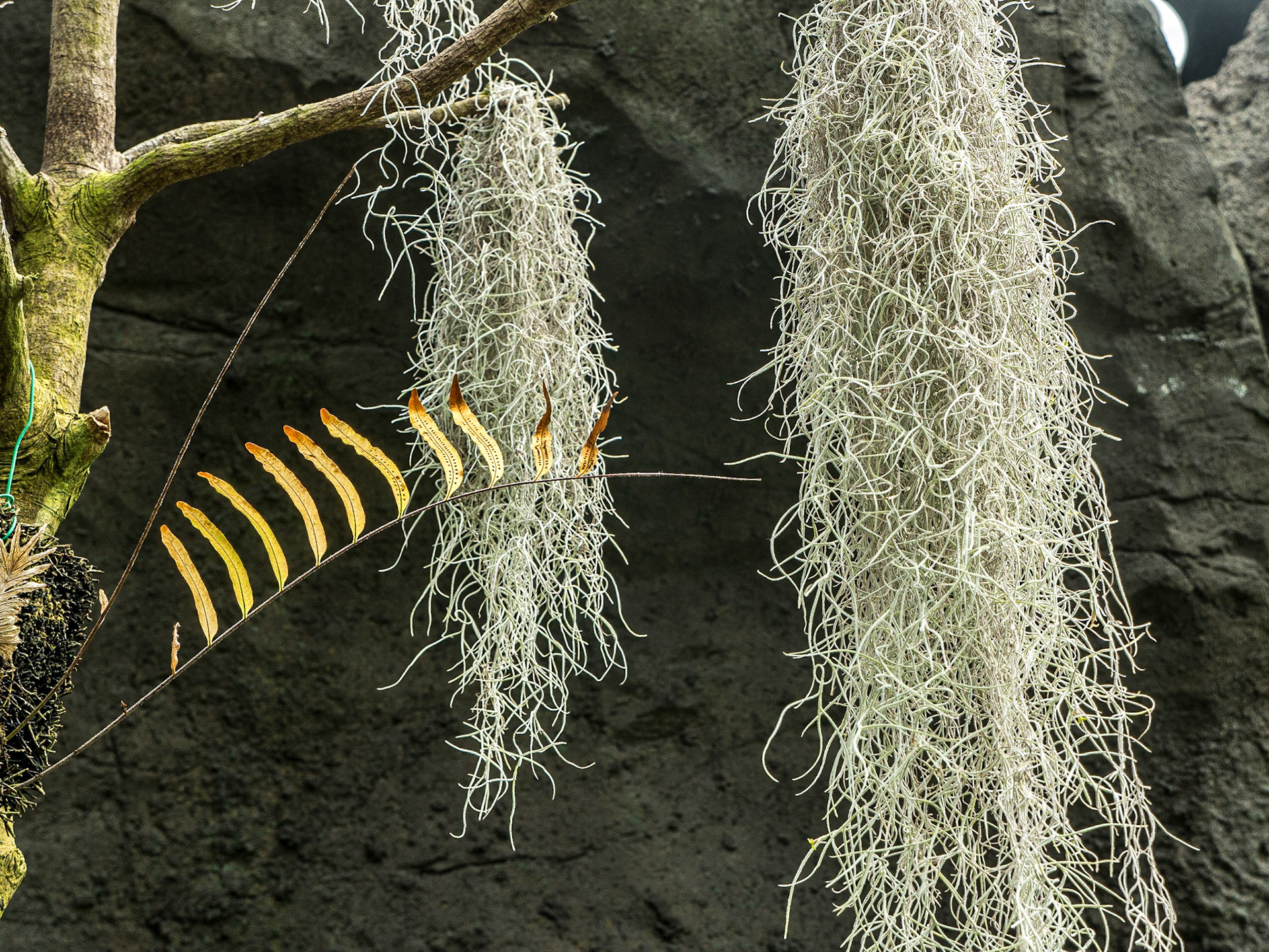 Tillandsia usneoides Linn(Spanish moss) , in the greenhouse of Shinjuku Gyoen National Garden, Tokyo, 3 May 2016