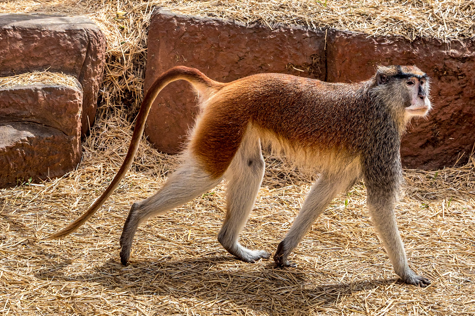 Monkey Park, Tenerife, 1 Mar 2023