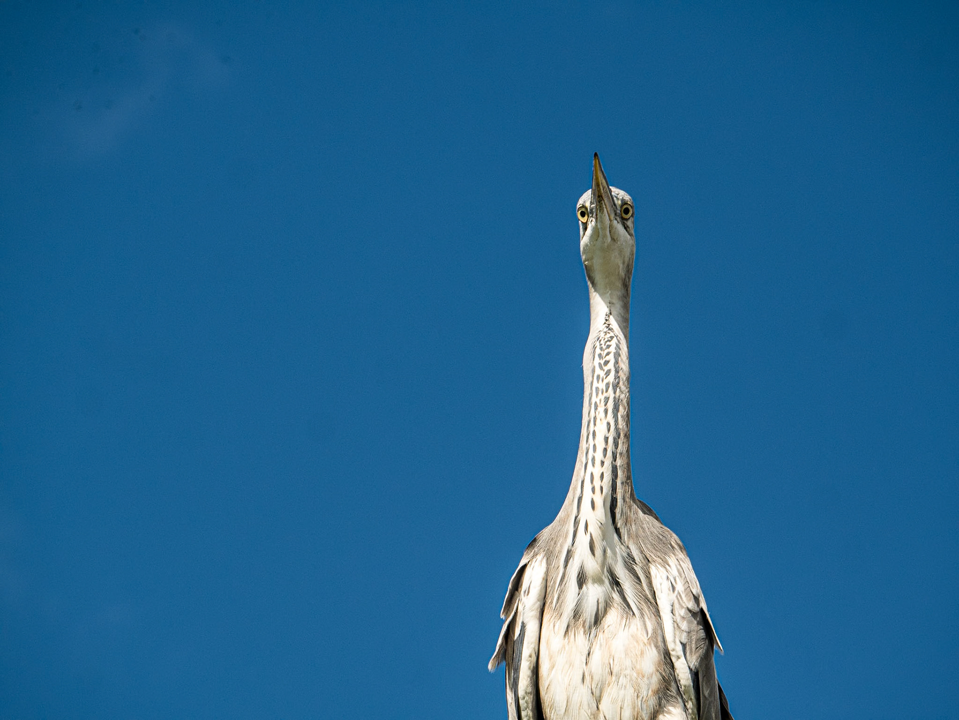 Herons, Tymon Park, Dublin, 2 Oct 2016