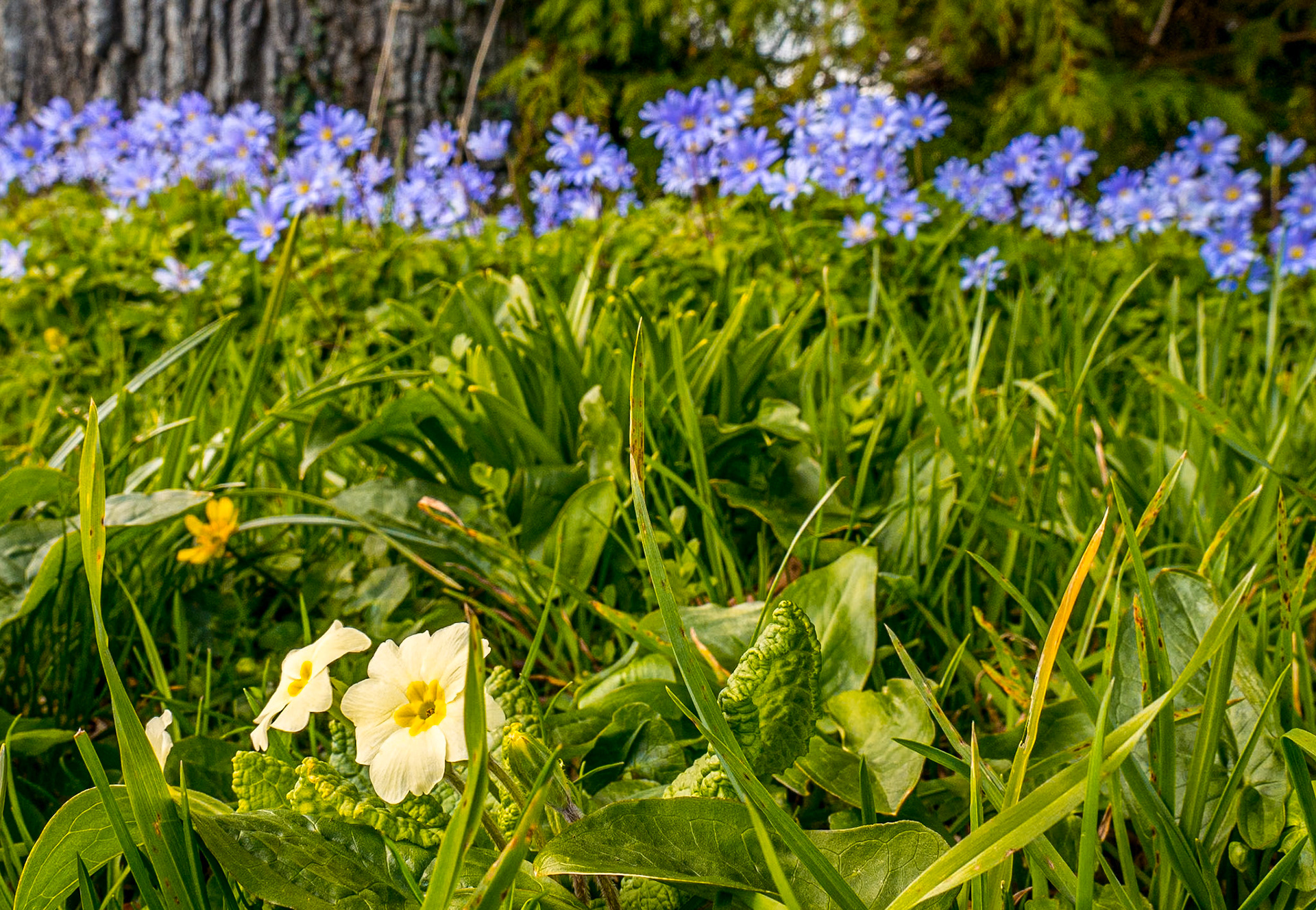 Kilmacurragh Botanic Gardens, Co Wicklow, 9 Apr 2018