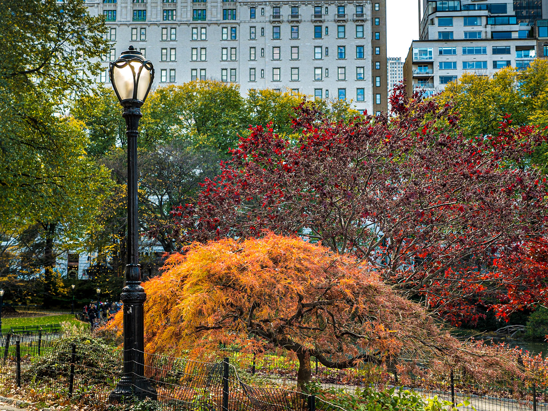 Central Park, Manhattan, 23 Nov 2015