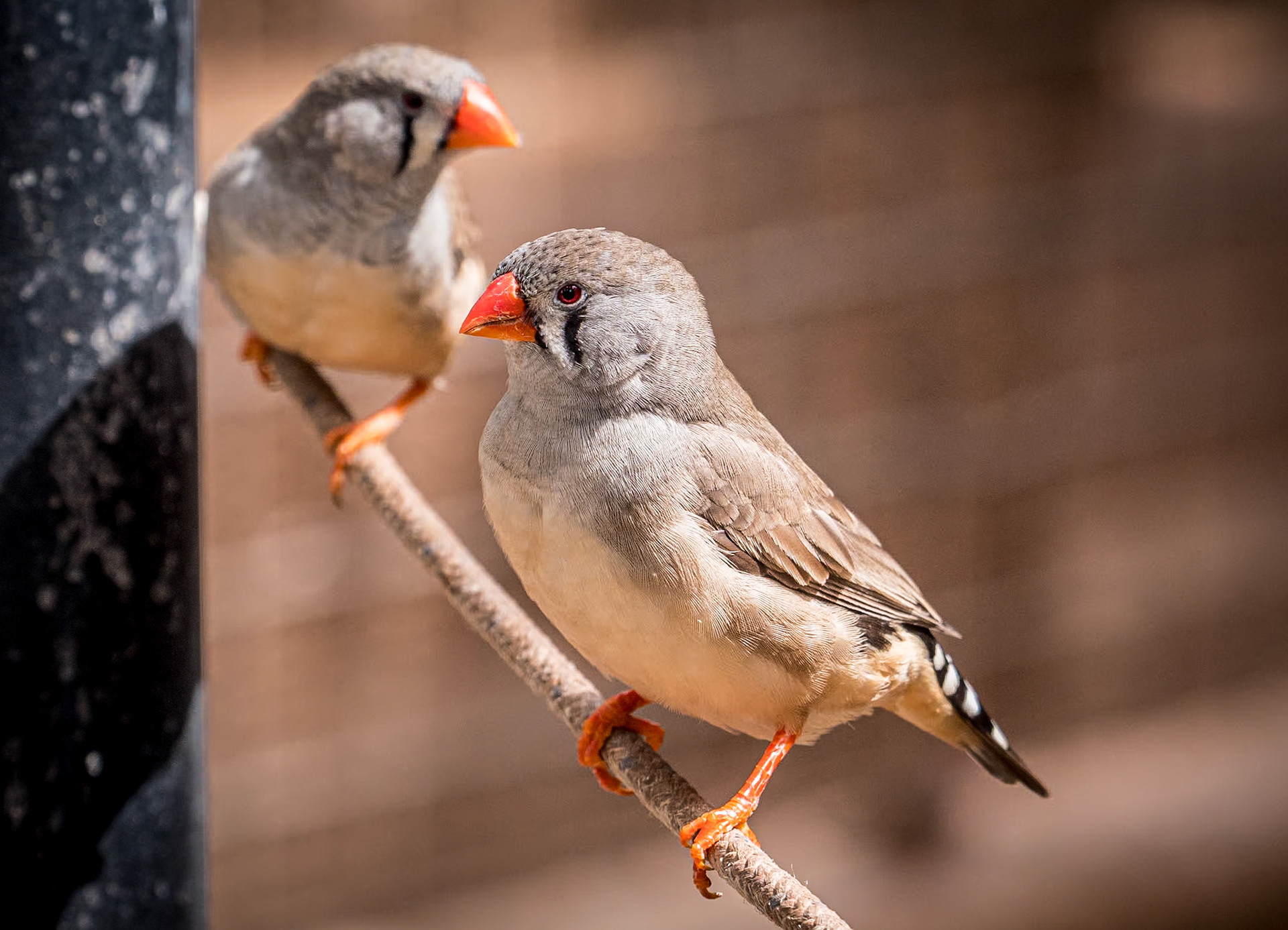 Monkey Park, Tenerife, 1 Mar 2023