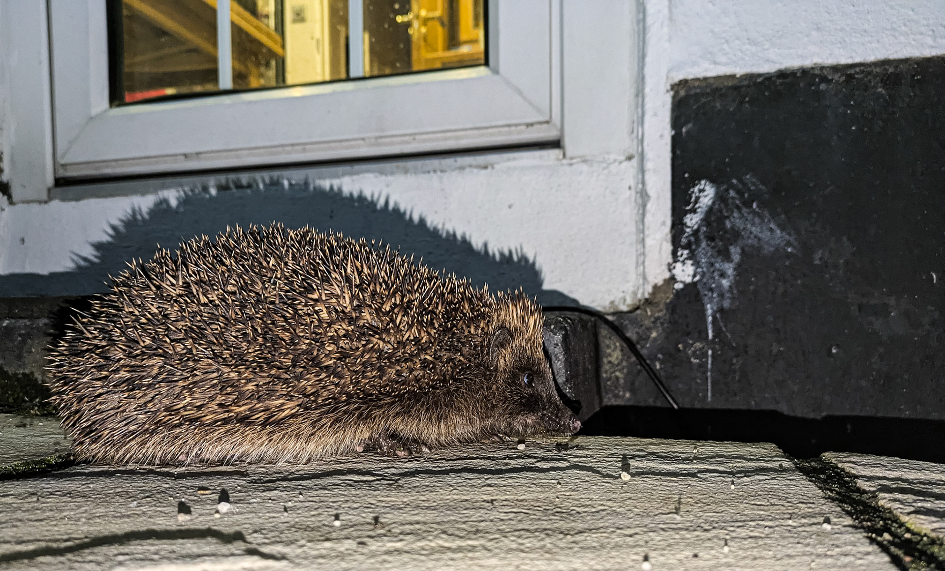 Hedgehog in our back garden, 13 Jun 2025