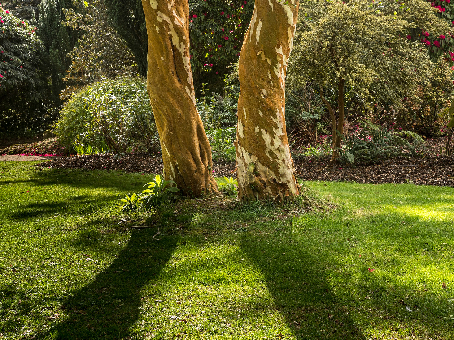 Botanic Gardens, Kilmacurragh, Co Wicklow, 7 Apr 2022