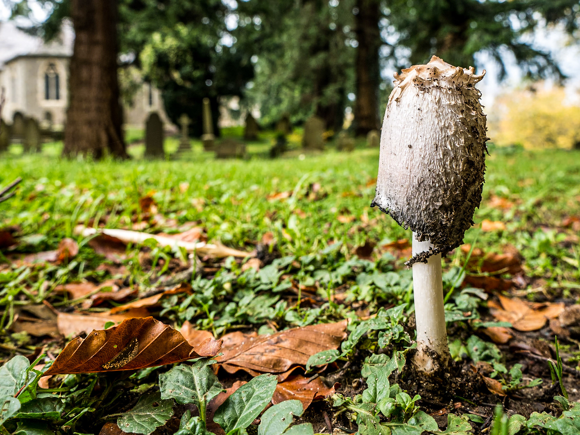 Mushroom, Enniskerry graveyard, 16 Nov 2014