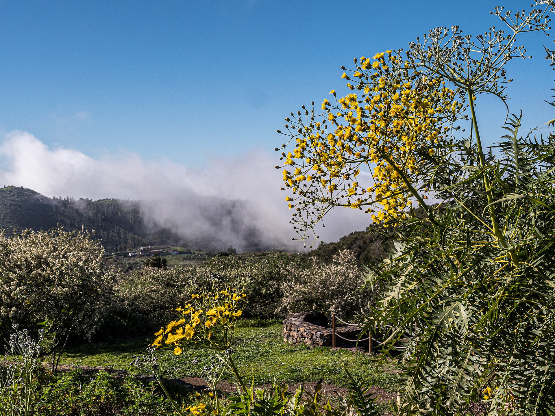 Outside the Ecomuseo de El Tanque, Tenerife, 2 Mar 2023