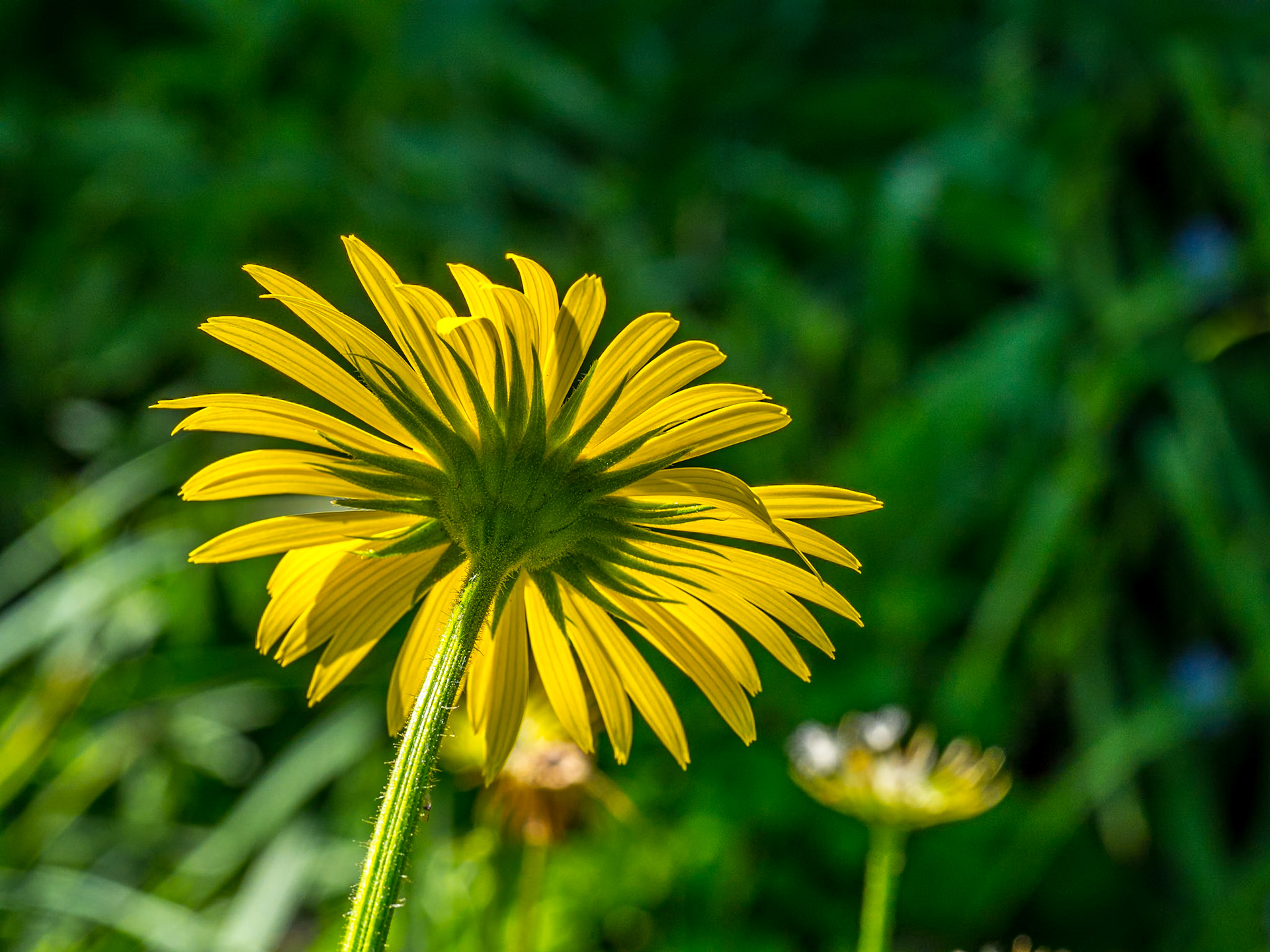 Rowallane Garden, Co Down, 17 Jun 2021