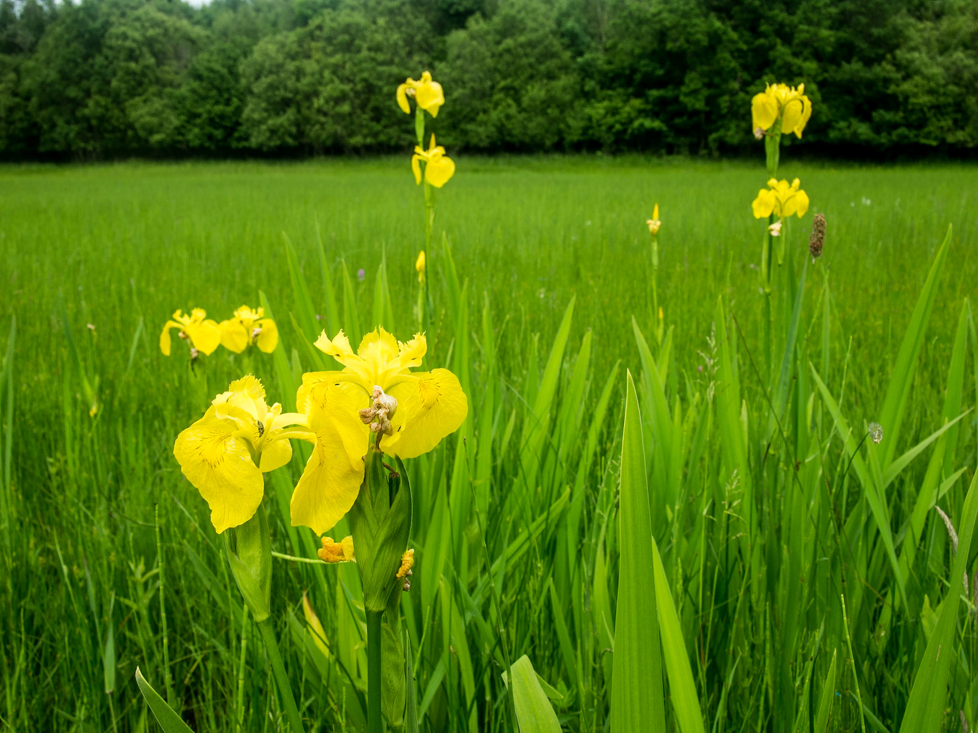 Crom Estate, Co Fermanagh, 20 Jun 2013