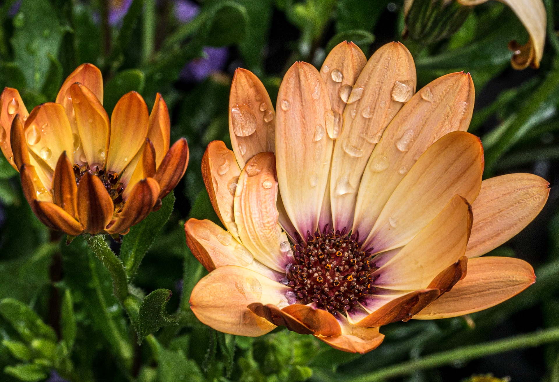 Altamont Gardens, Co Carlow, 18 Jun 2015