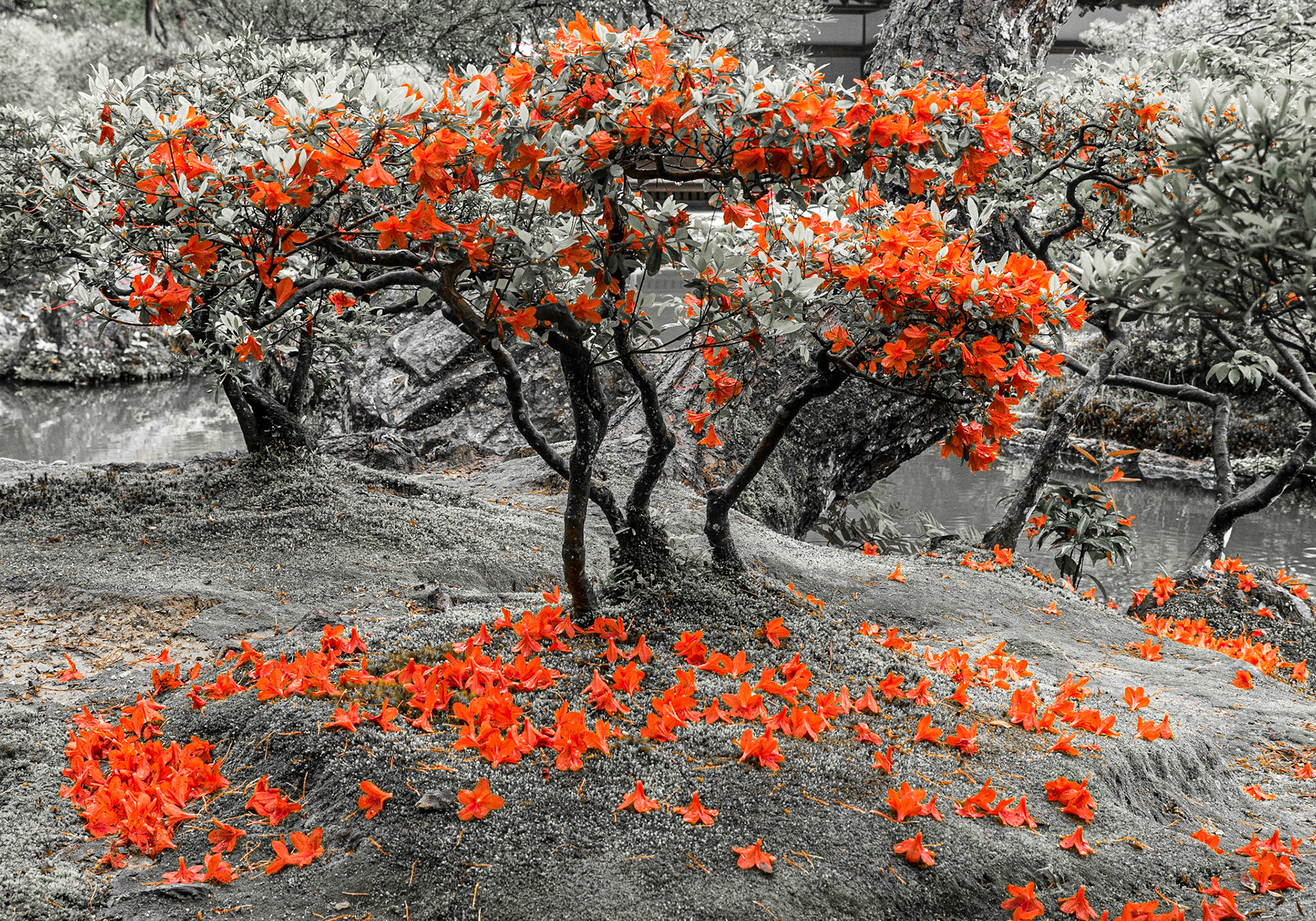 Grounds of Ginkaku-ji (Jisho-ji) temple, Kyoto, 28 Apr 2016