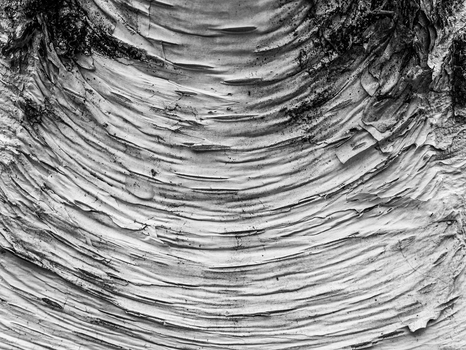 Birch, gardens around Farmleigh, 12 Apr 2015