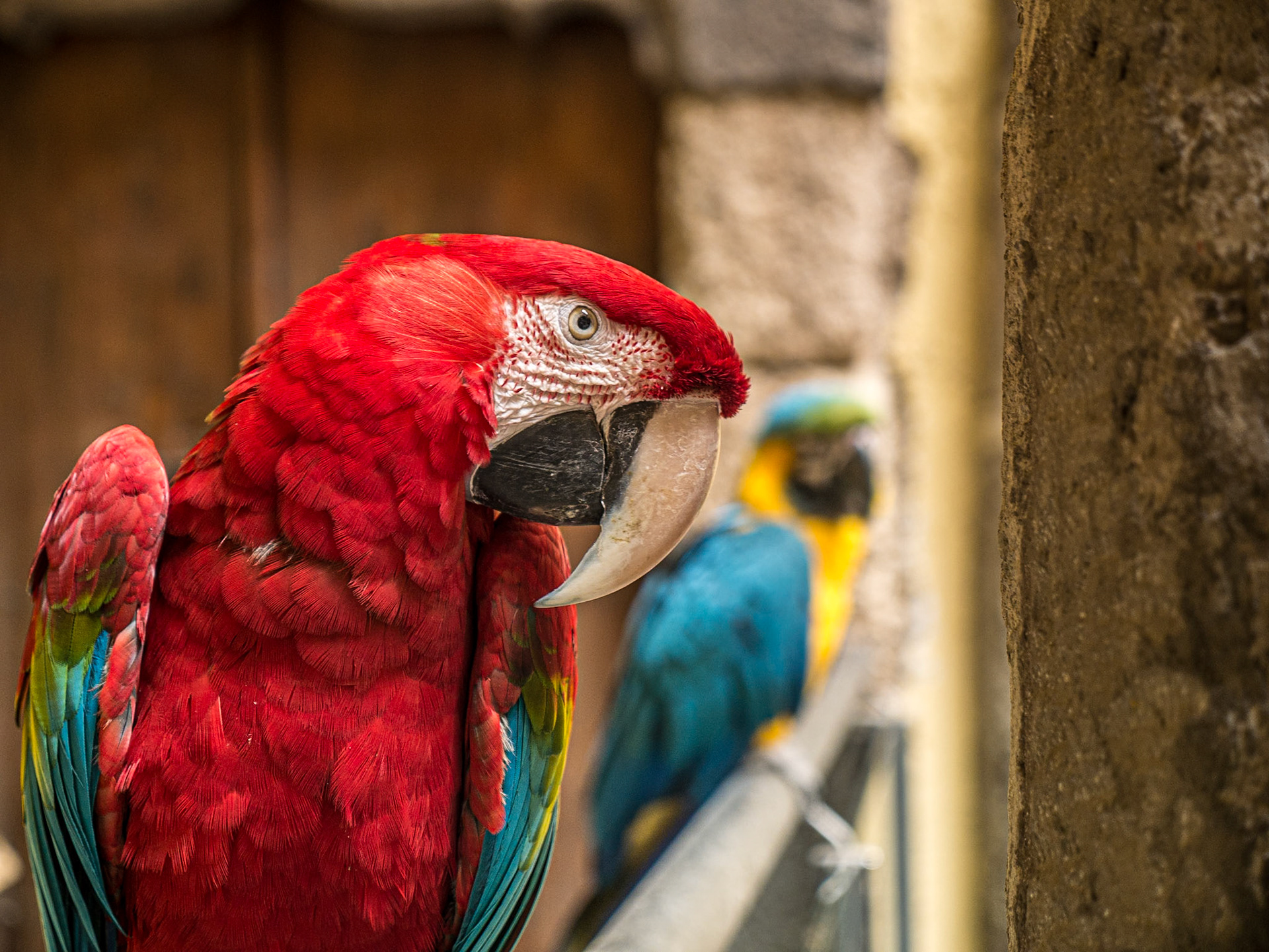 Parrot, Casa de Colón, Las Palmas, 20 Feb 2016