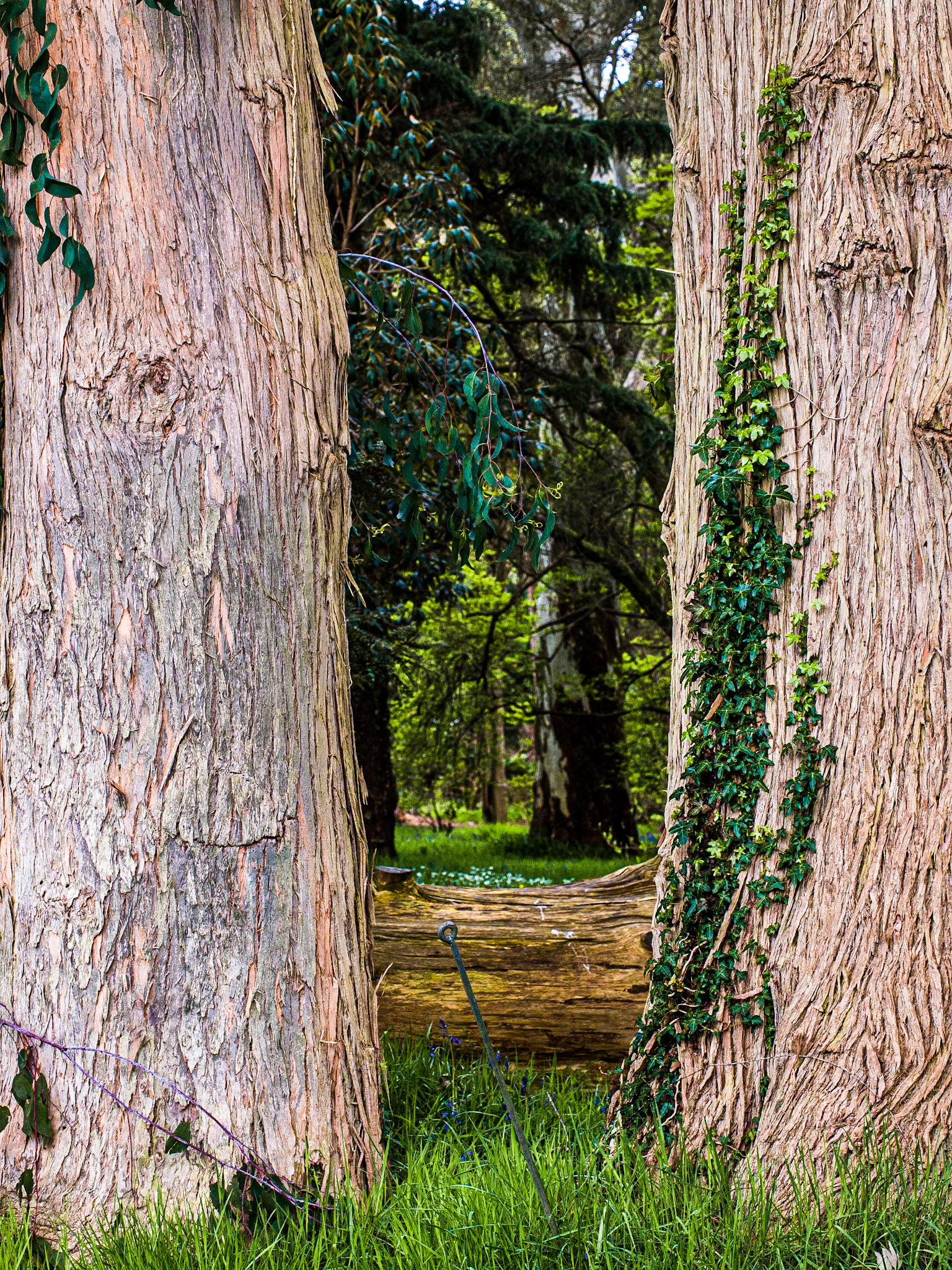 Mount Usher Gardens, Co Wicklow, 20 Apr 2014