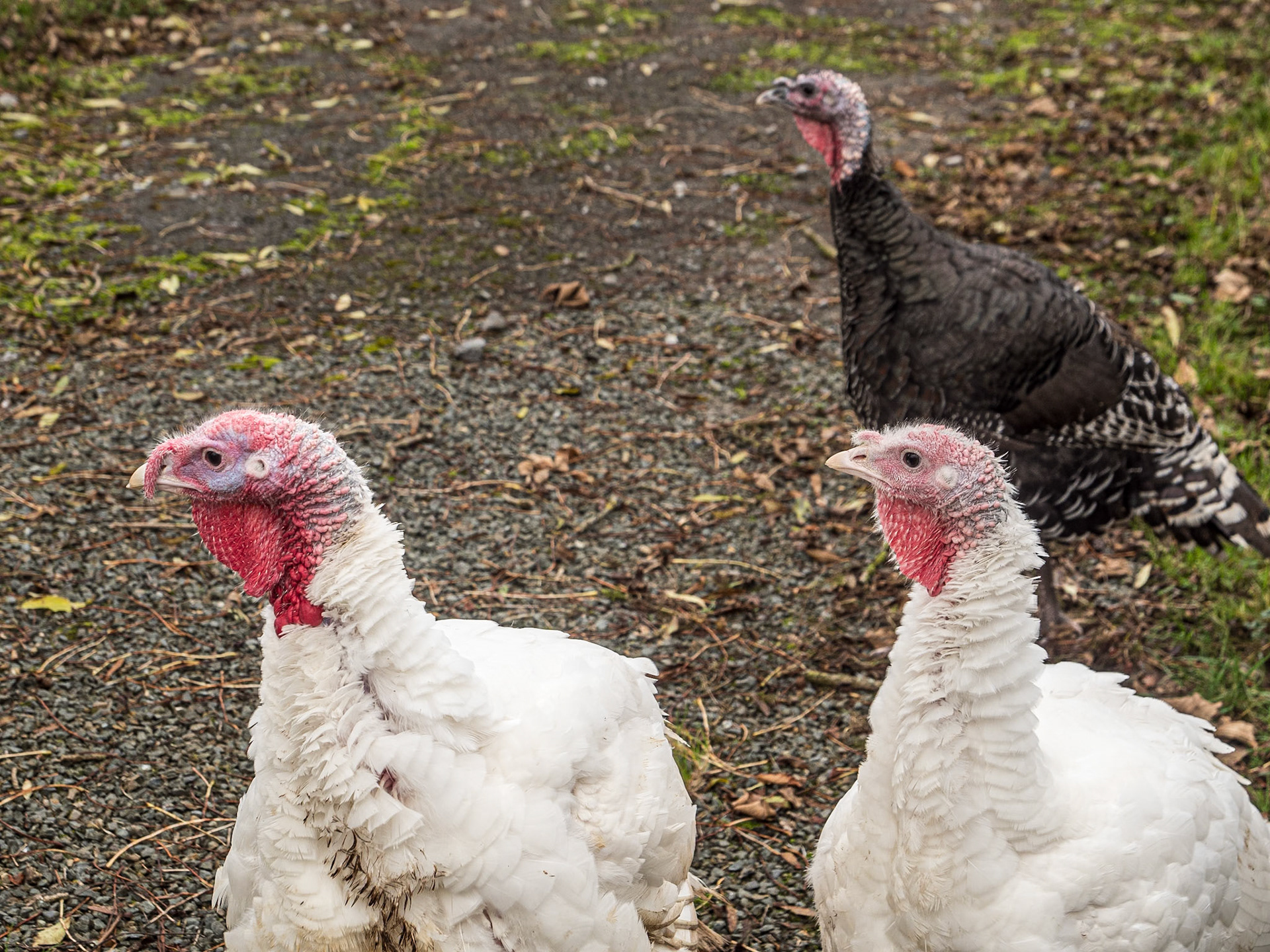 Ballycowan, Co Offaly, 3 Nov 2024