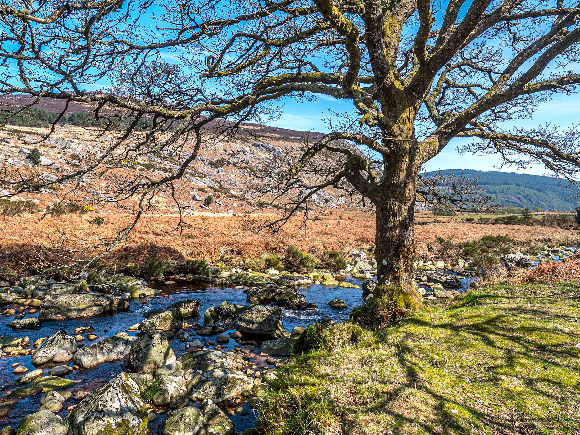 Inchavore River, Co Wicklow, 21 Apr 2019