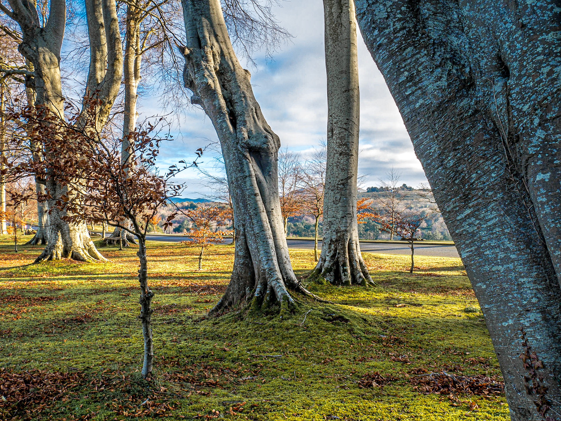 Powerscourt Estate, Co Wicklow, 11 Jan 2018